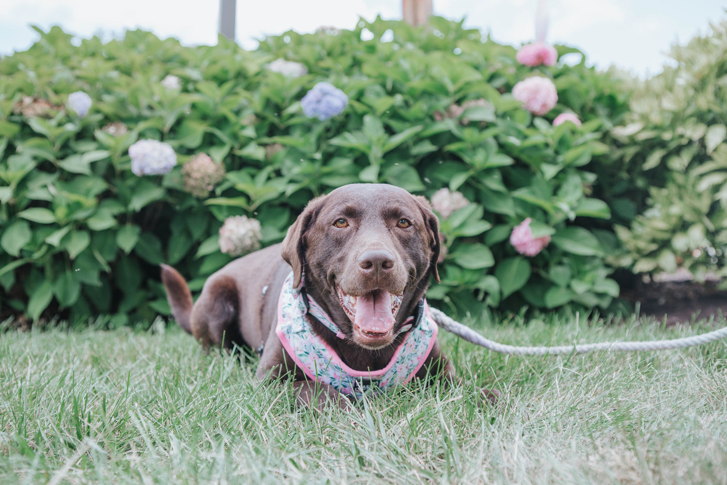 Outside Plant Safety for Dogs