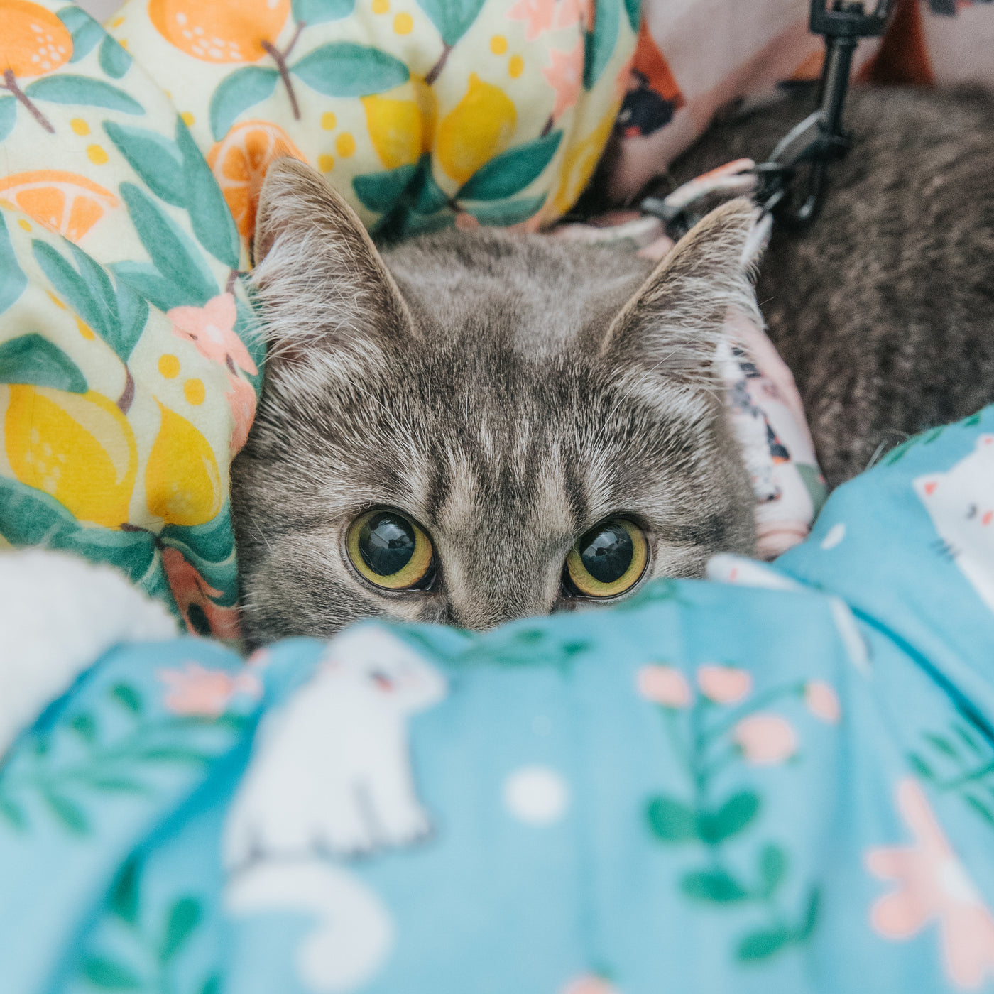 Cat Blankets