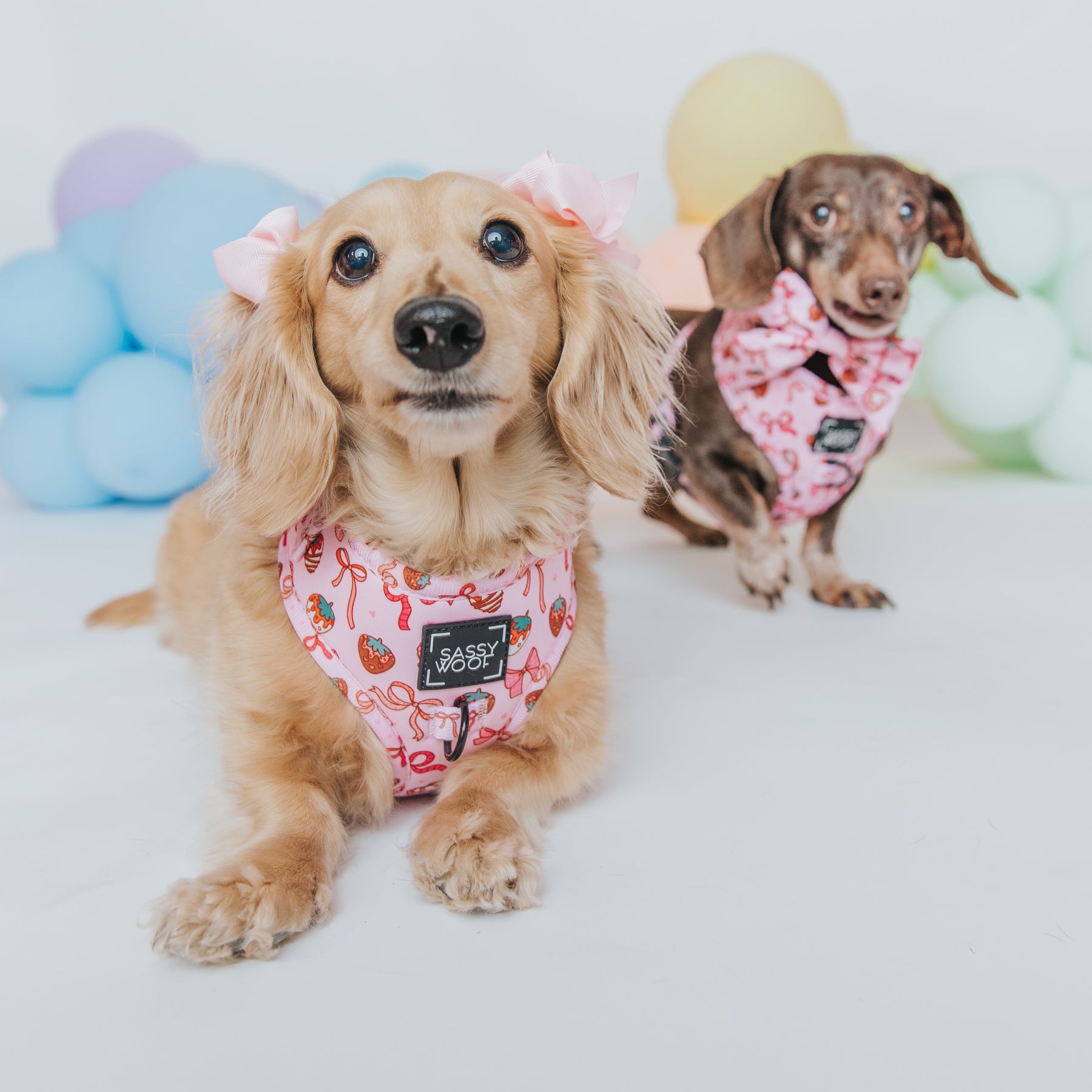 INFLUENCER_CONTENT | @MAYATHEDOX & @WINSTONTHEDOX | SIZE XS