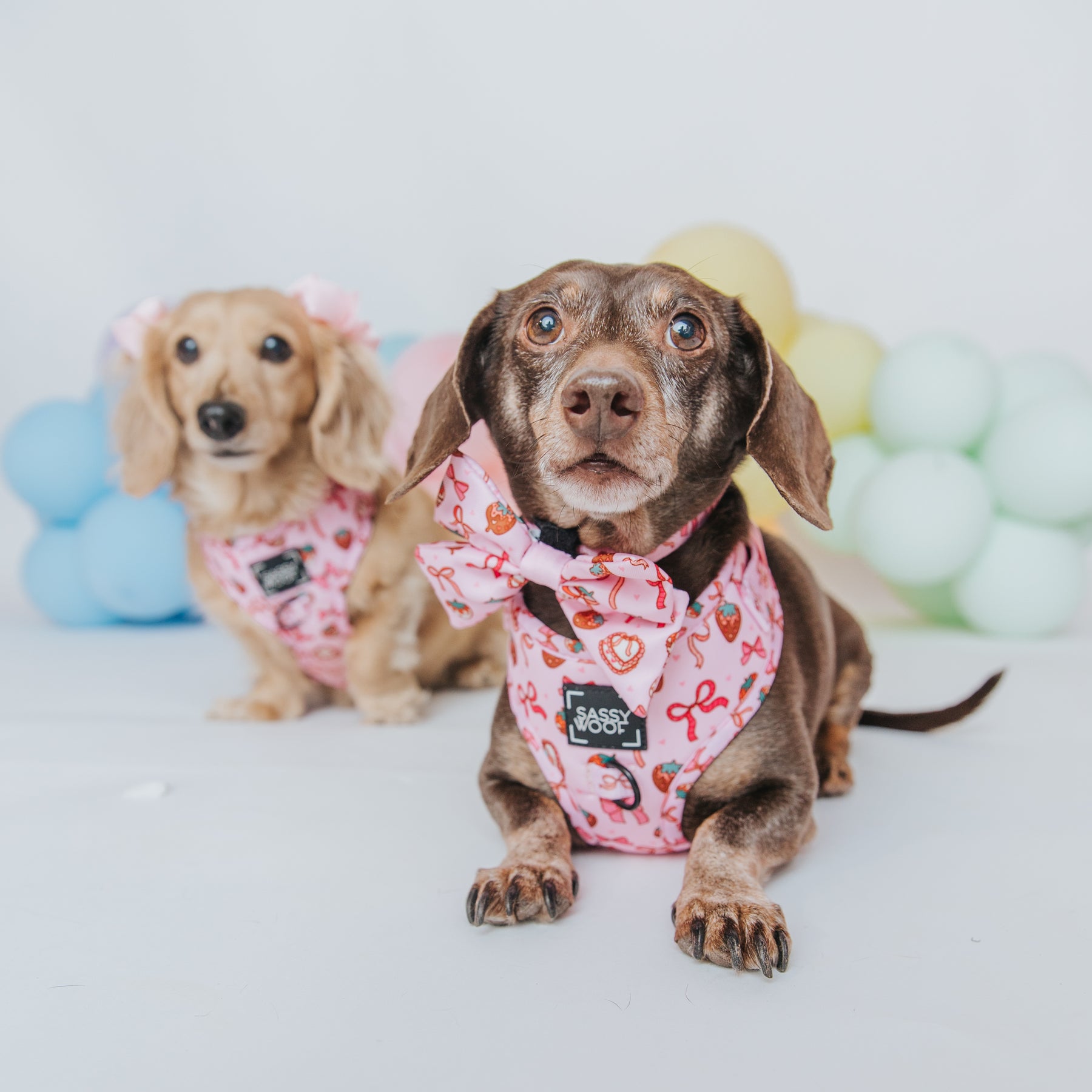INFLUENCER_CONTENT | @MAYATHEDOX & @WINSTONTHEDOX | SIZE S