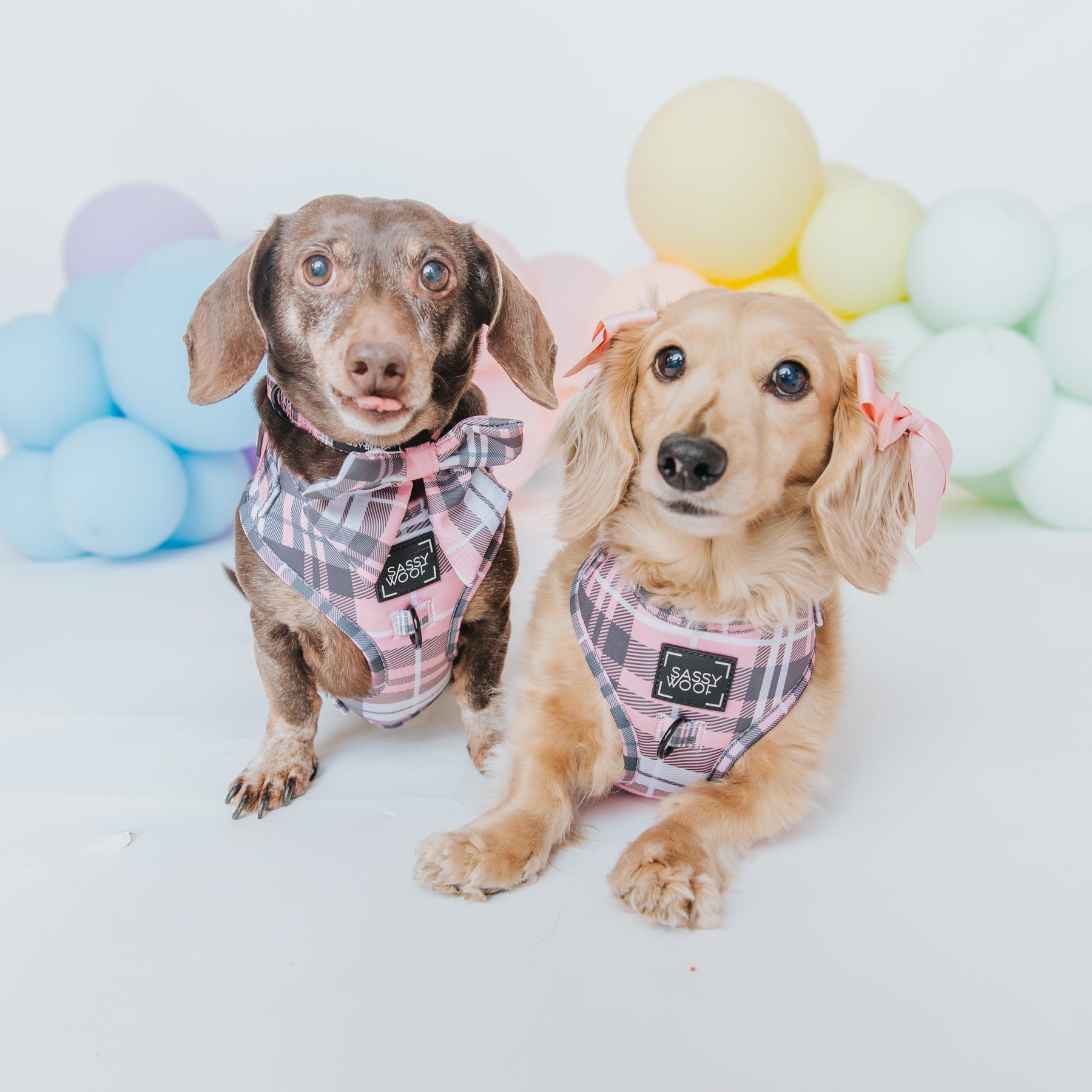 INFLUENCER_CONTENT | @MAYATHEDOX & @WINSTONTHEDOX | SIZE XS