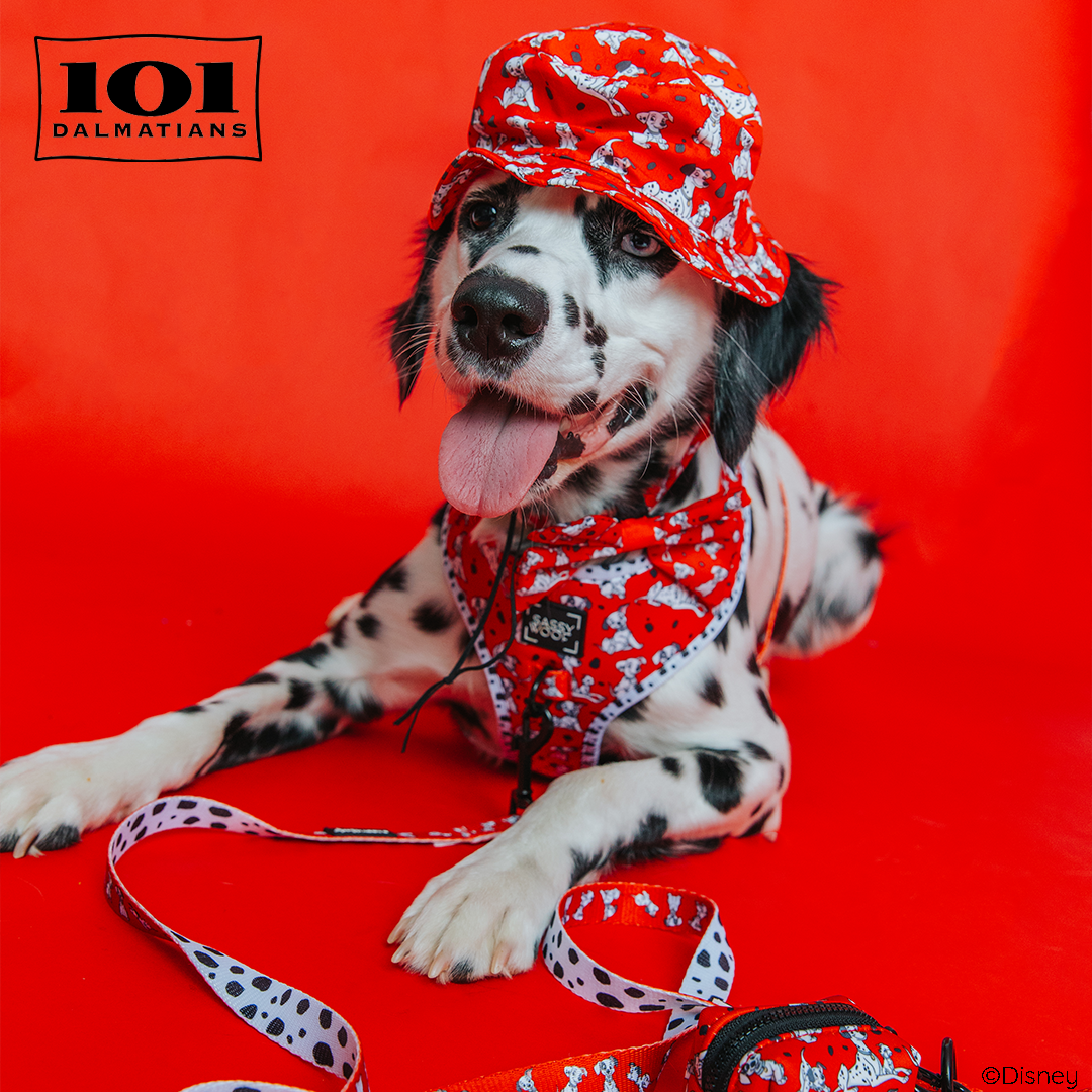 A Dalmatian puppy wearing a red hat and matching harness with cartoon dog prints sits against a bright red background. A red leash is resting in front. The image includes the 101 Dalmatians logo in the top left corner.