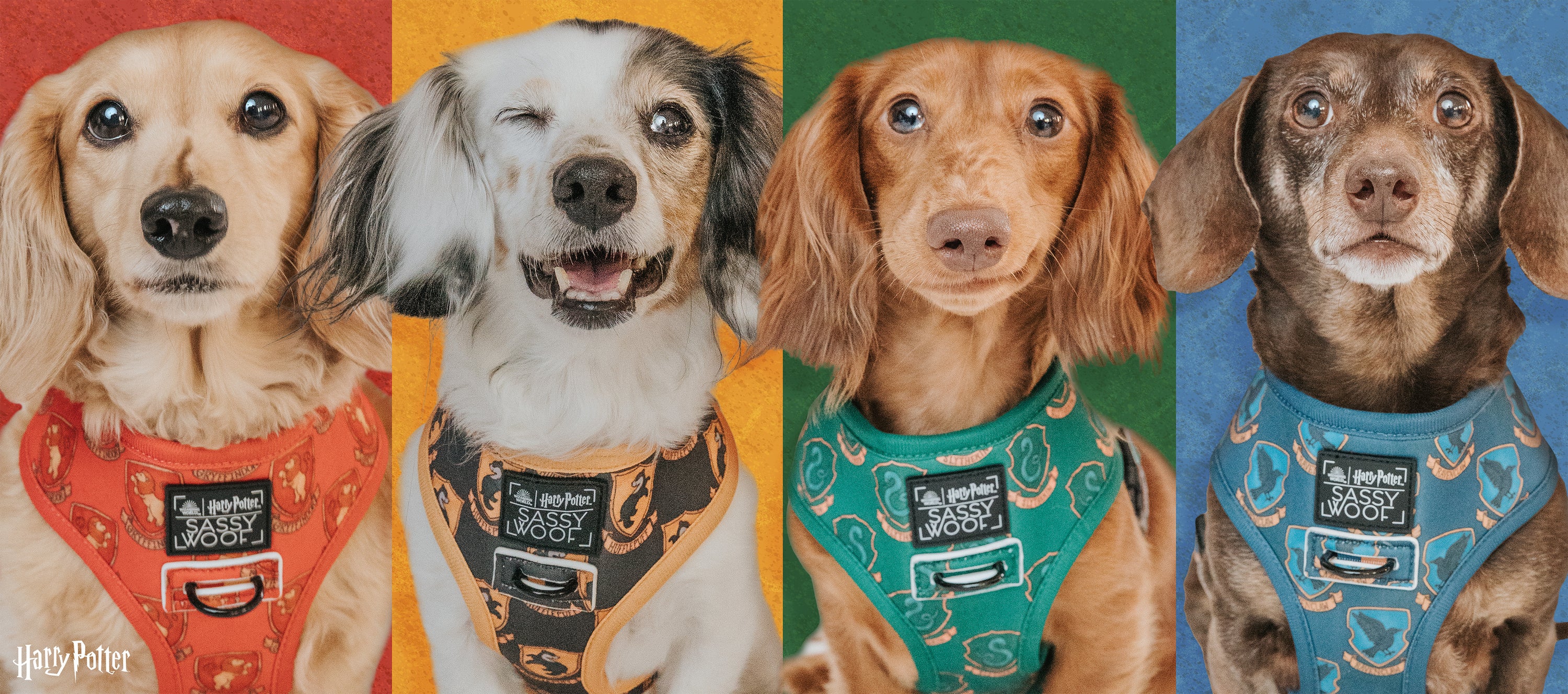 Four dogs wearing colorful harnesses sit in front of different colored backgrounds—yellow, orange, green, and blue. Each harness features a Harry Potter house crest: Gryffindor, Hufflepuff, Slytherin, and Ravenclaw.