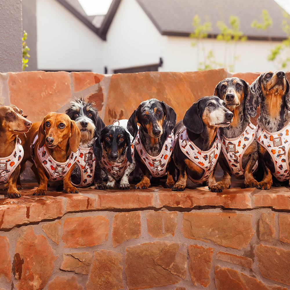 INFUENCER_CONTENT | @YUNABUGS | SIZE S-M