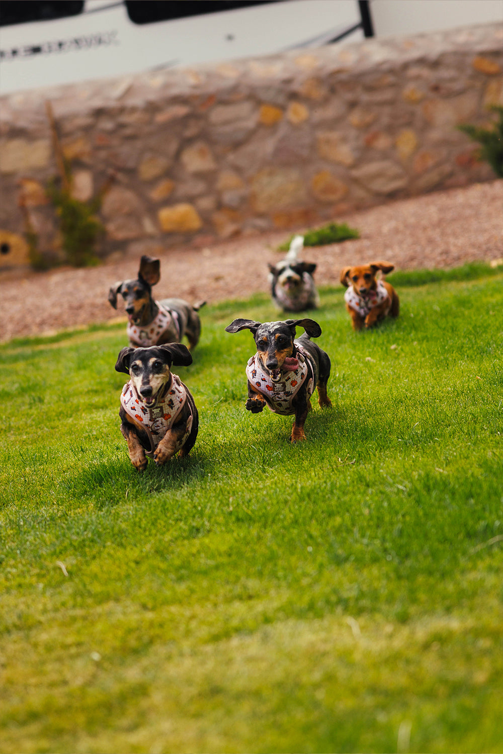 INFUENCER_CONTENT | @YUNABUGS | SIZE S-M