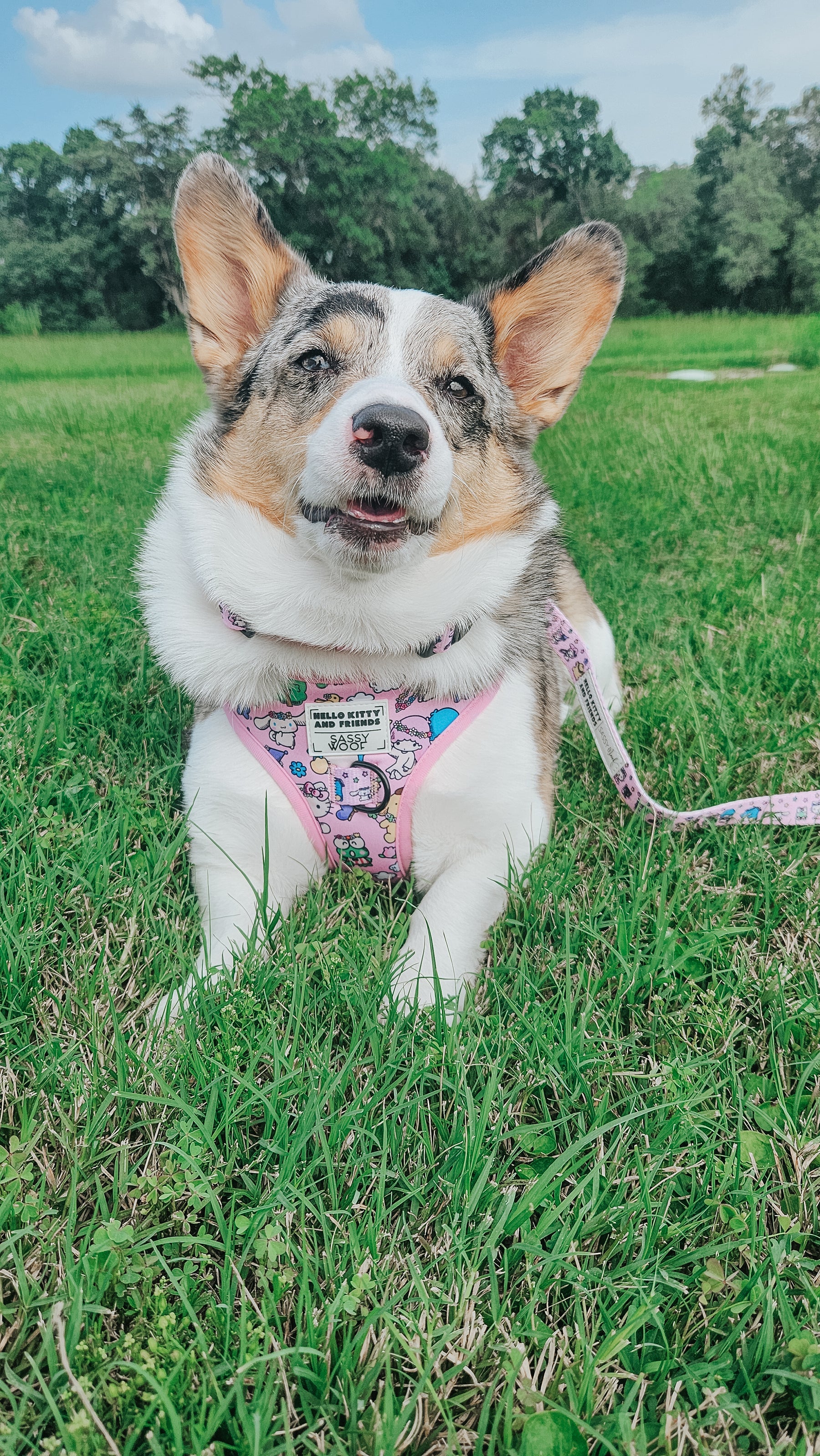 INFLUENCER_CONTENT | @PETUNIAJUNE_CORGI | SIZE M