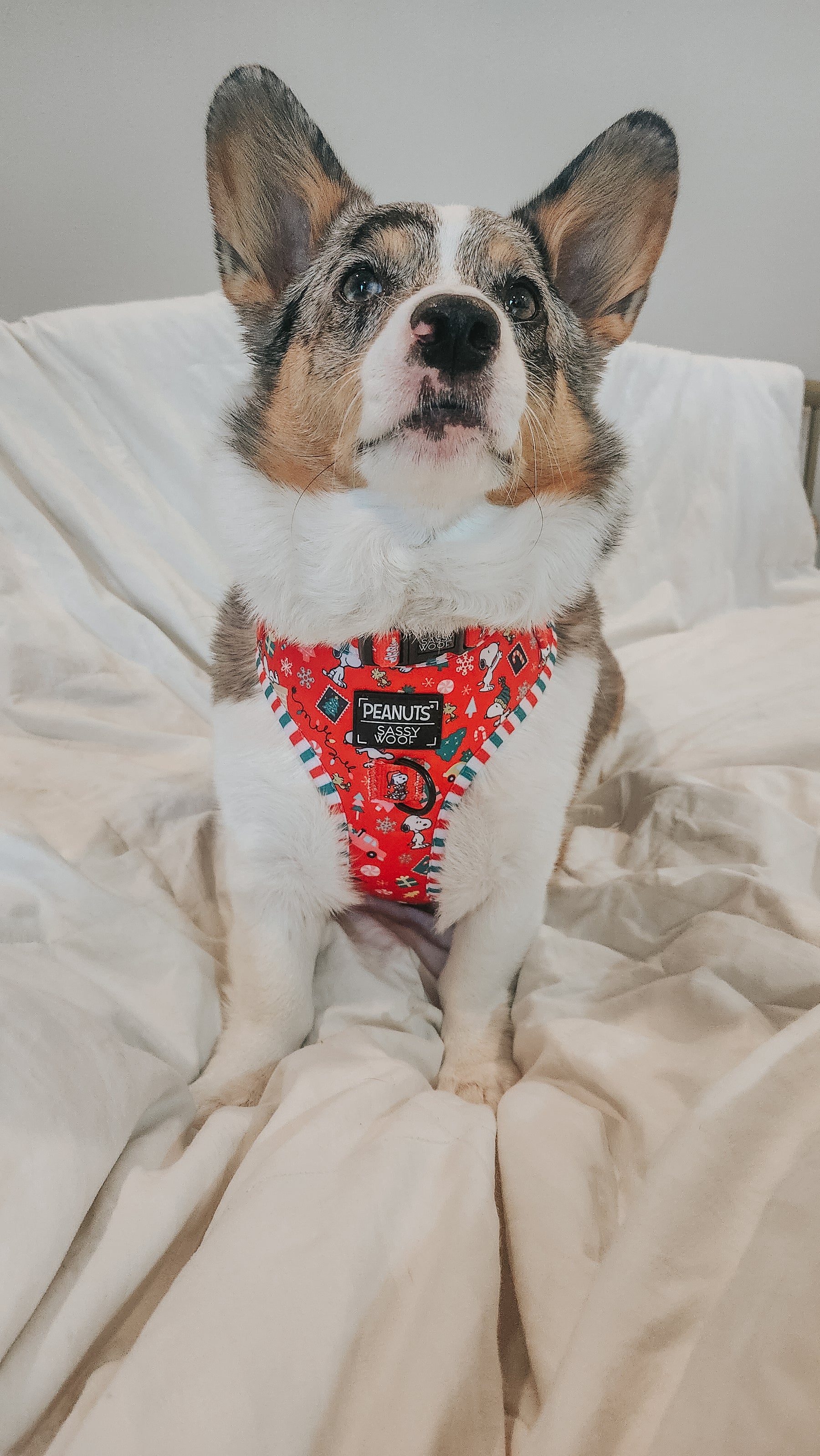 INFLUENCER_CONTENT | @PETUNIAJUNE_CORGI | SIZE M