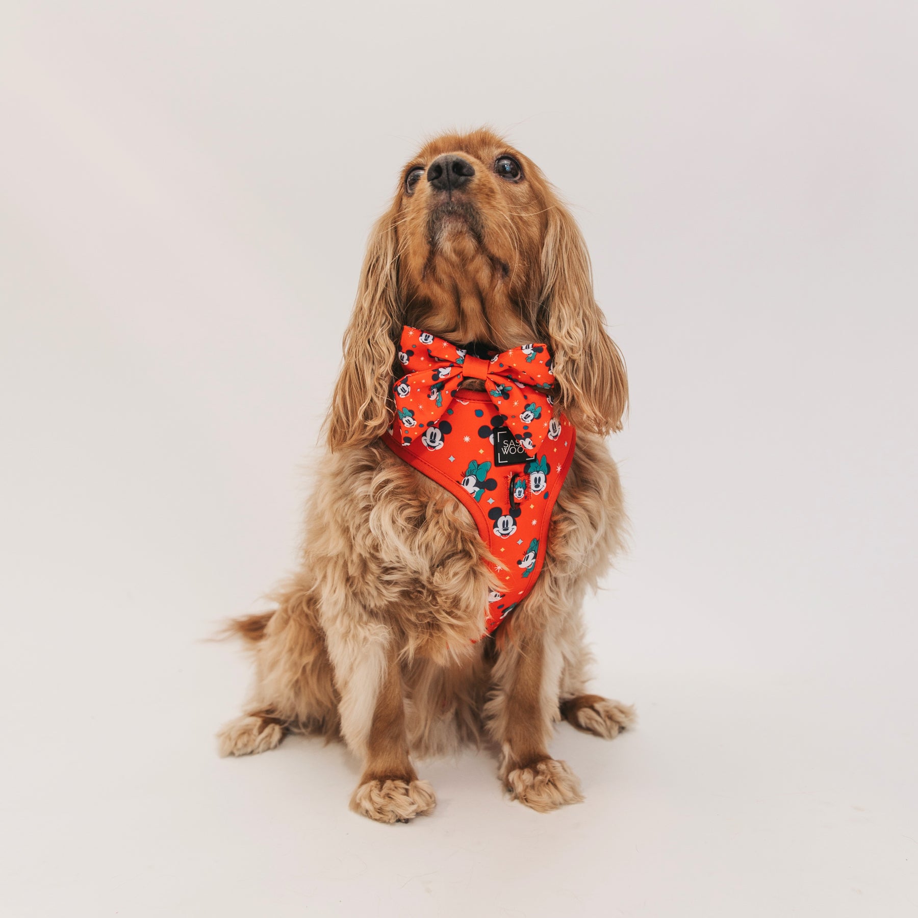 Dog Sailor Bow - Disney Holiday Collection