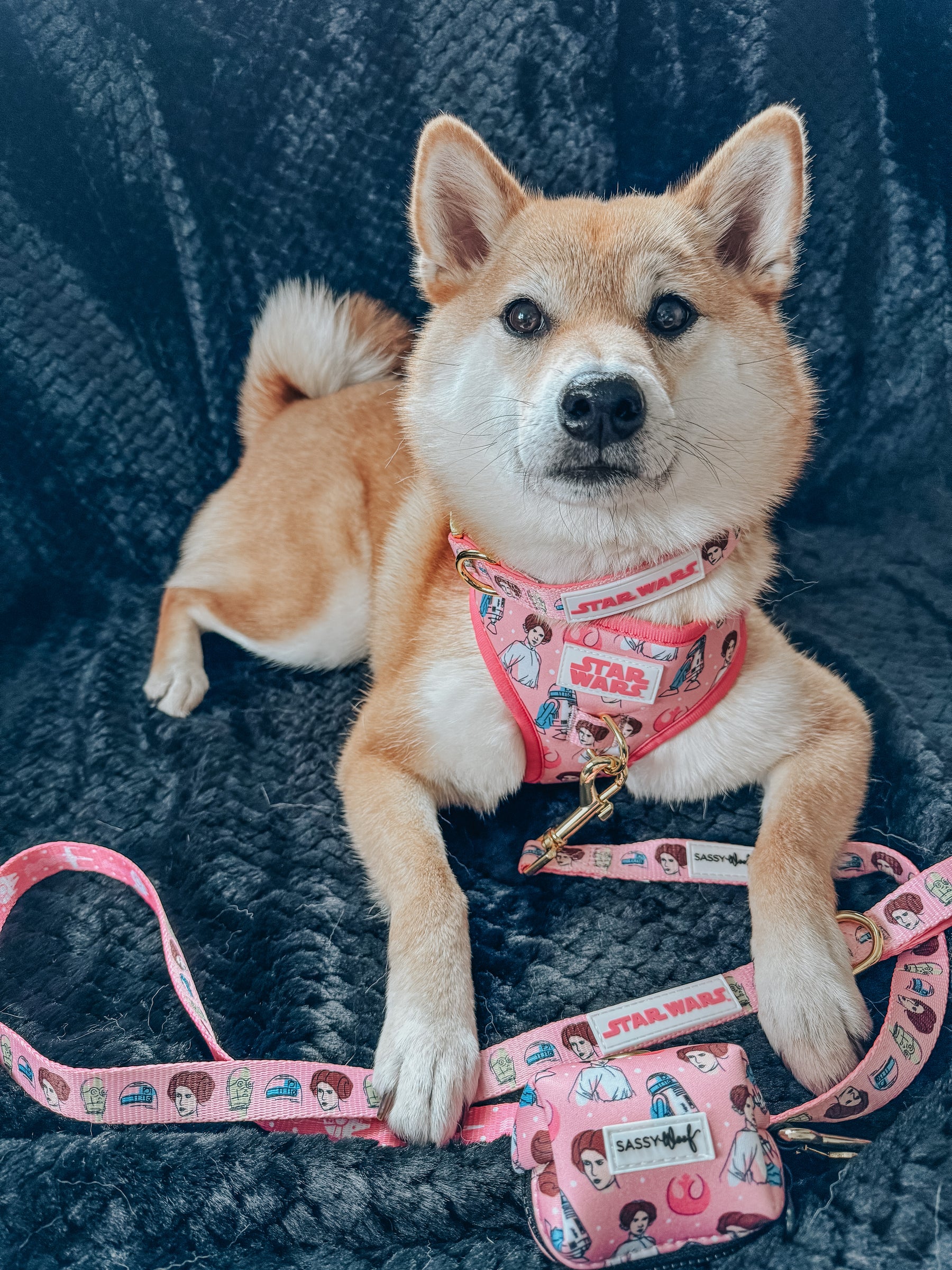 INFLUENCER_CONTENT | @AKIKOSHIBA21