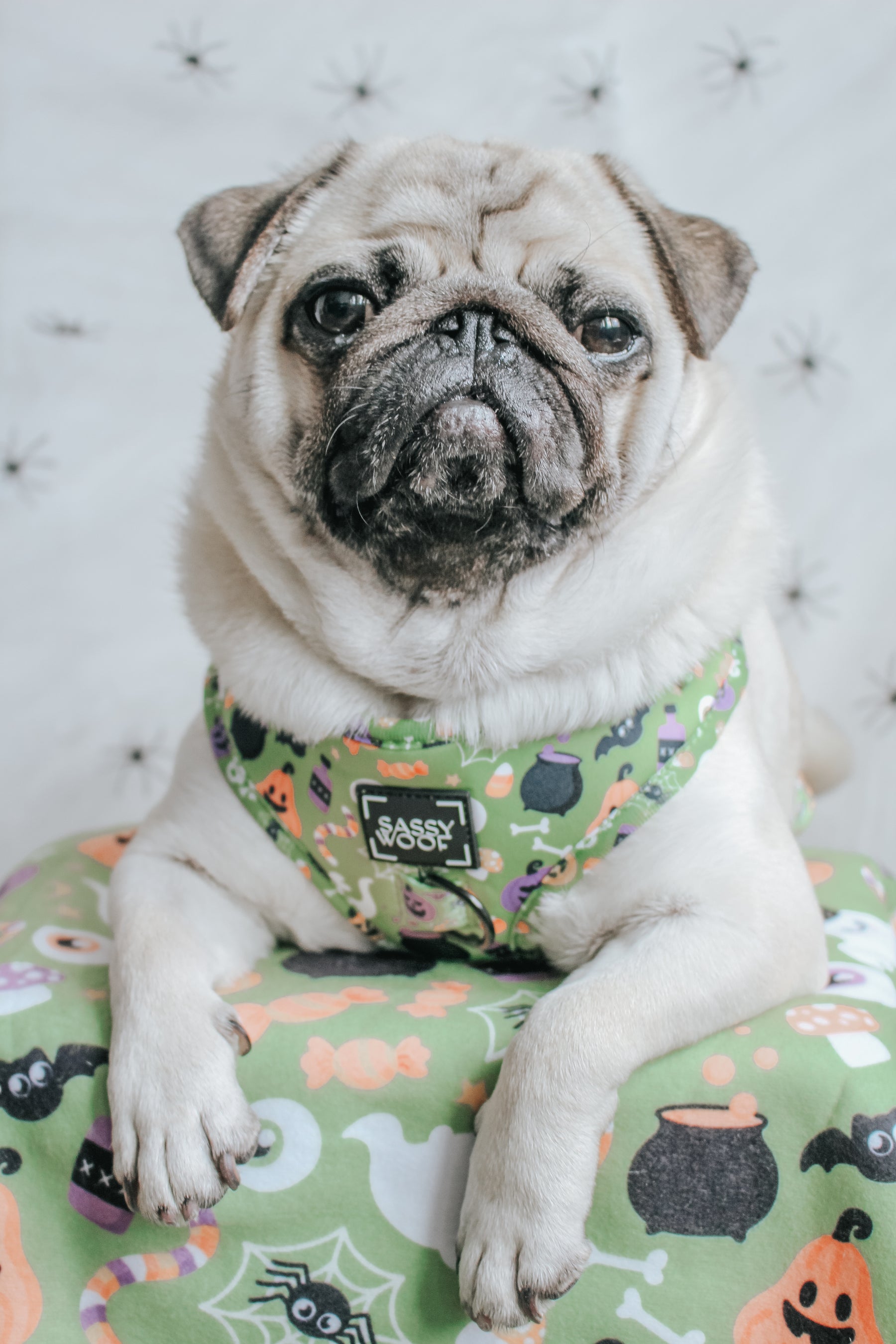 INFLUENCER_CONTENT | @ATOASTYPUG