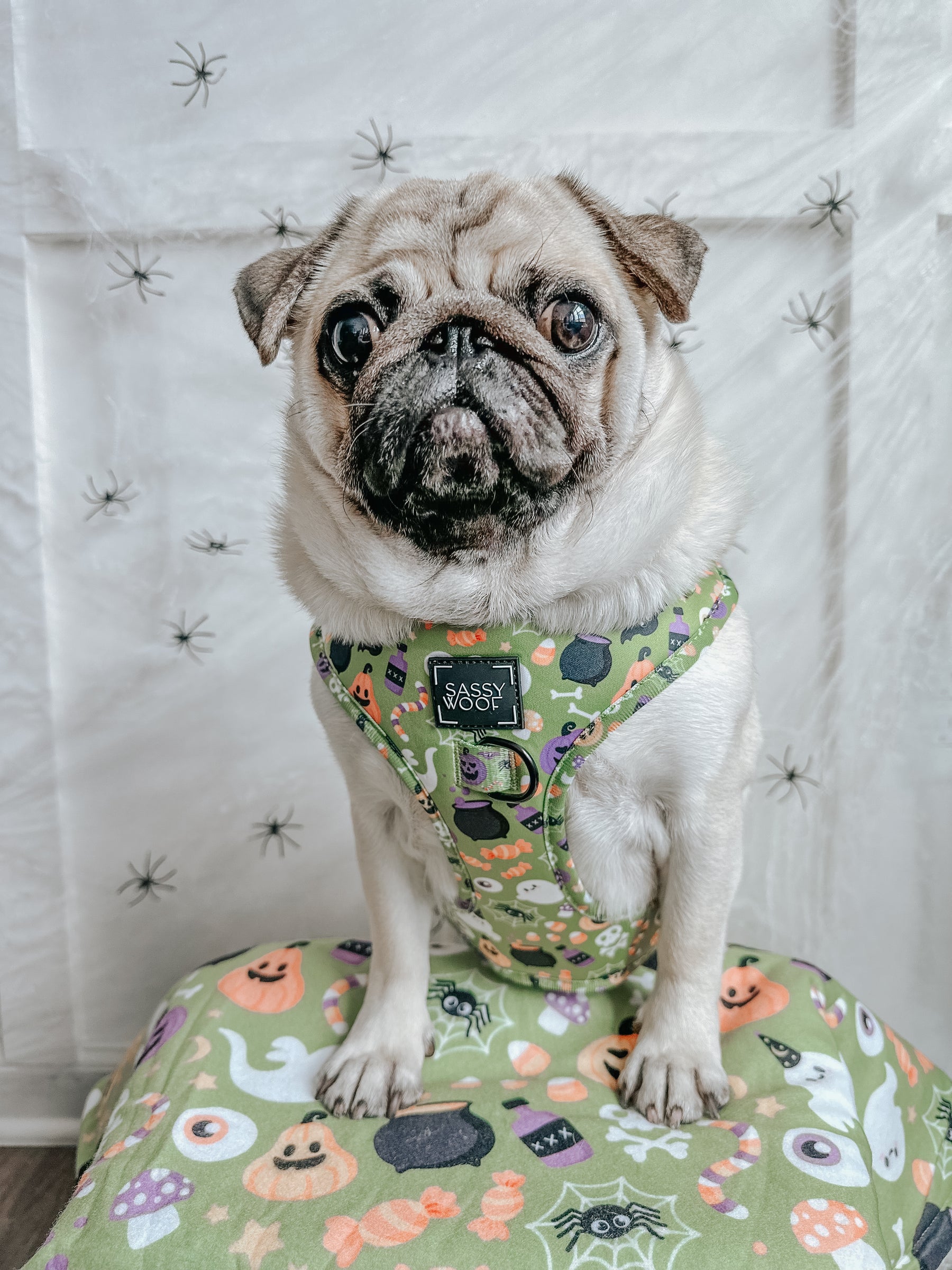 INFLUENCER_CONTENT | @ATOASTYPUG | SIZE M