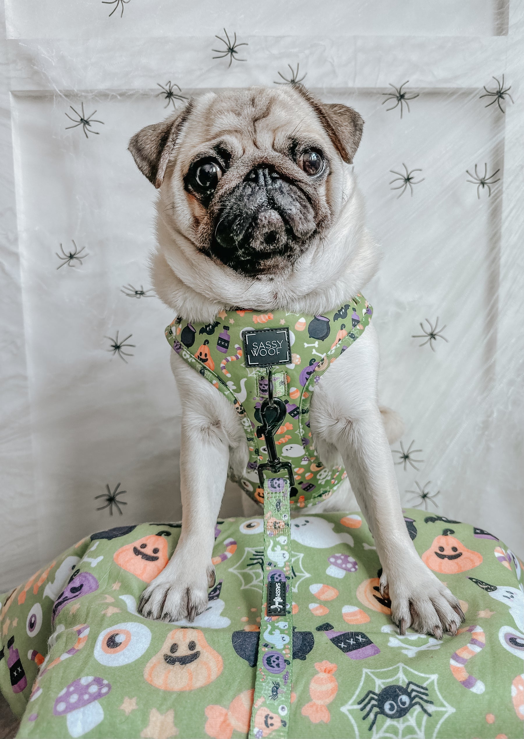 INFLUENCER_CONTENT | @ATOASTYPUG