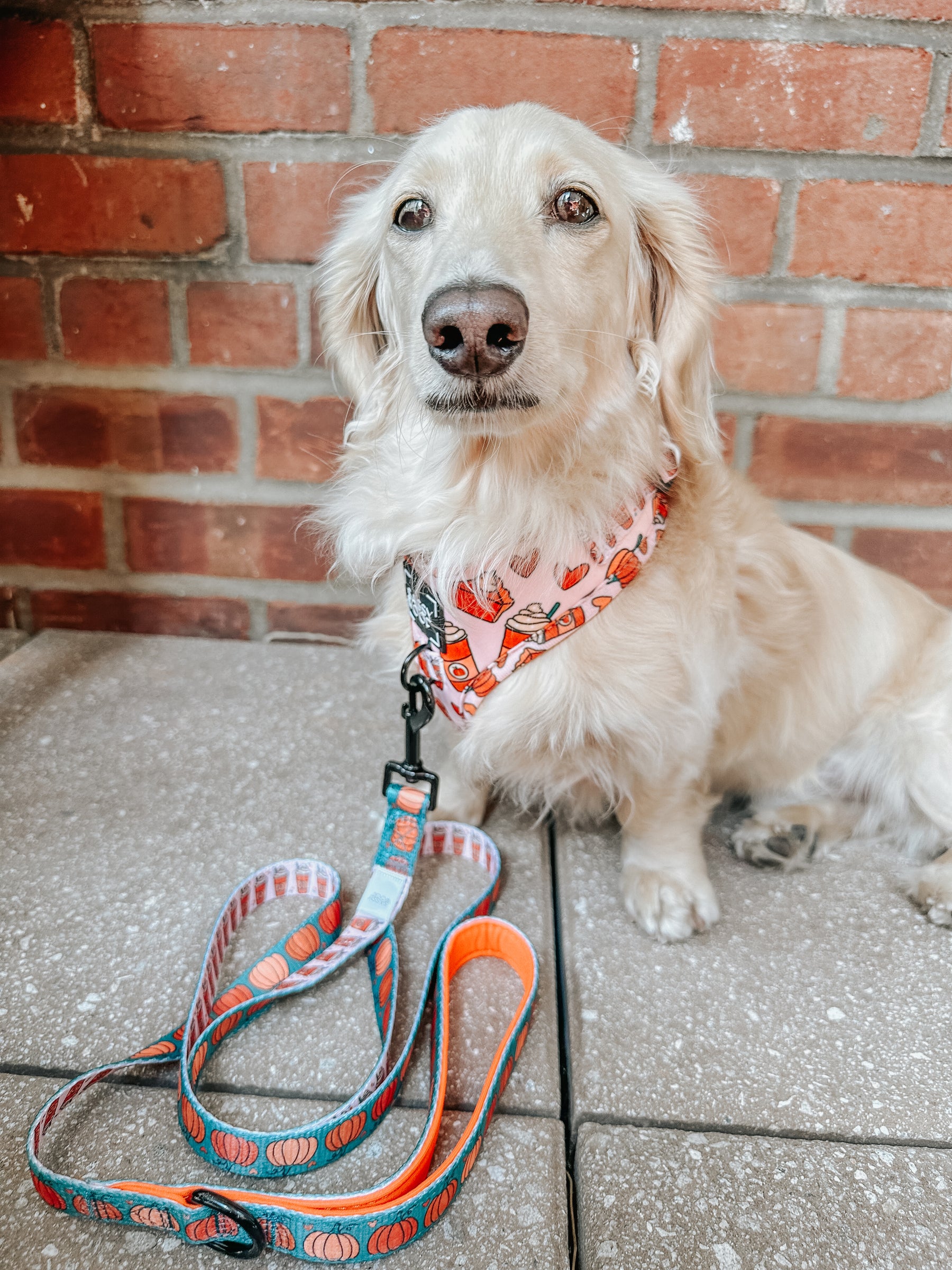 Dog Two Piece Bundle - Pie There