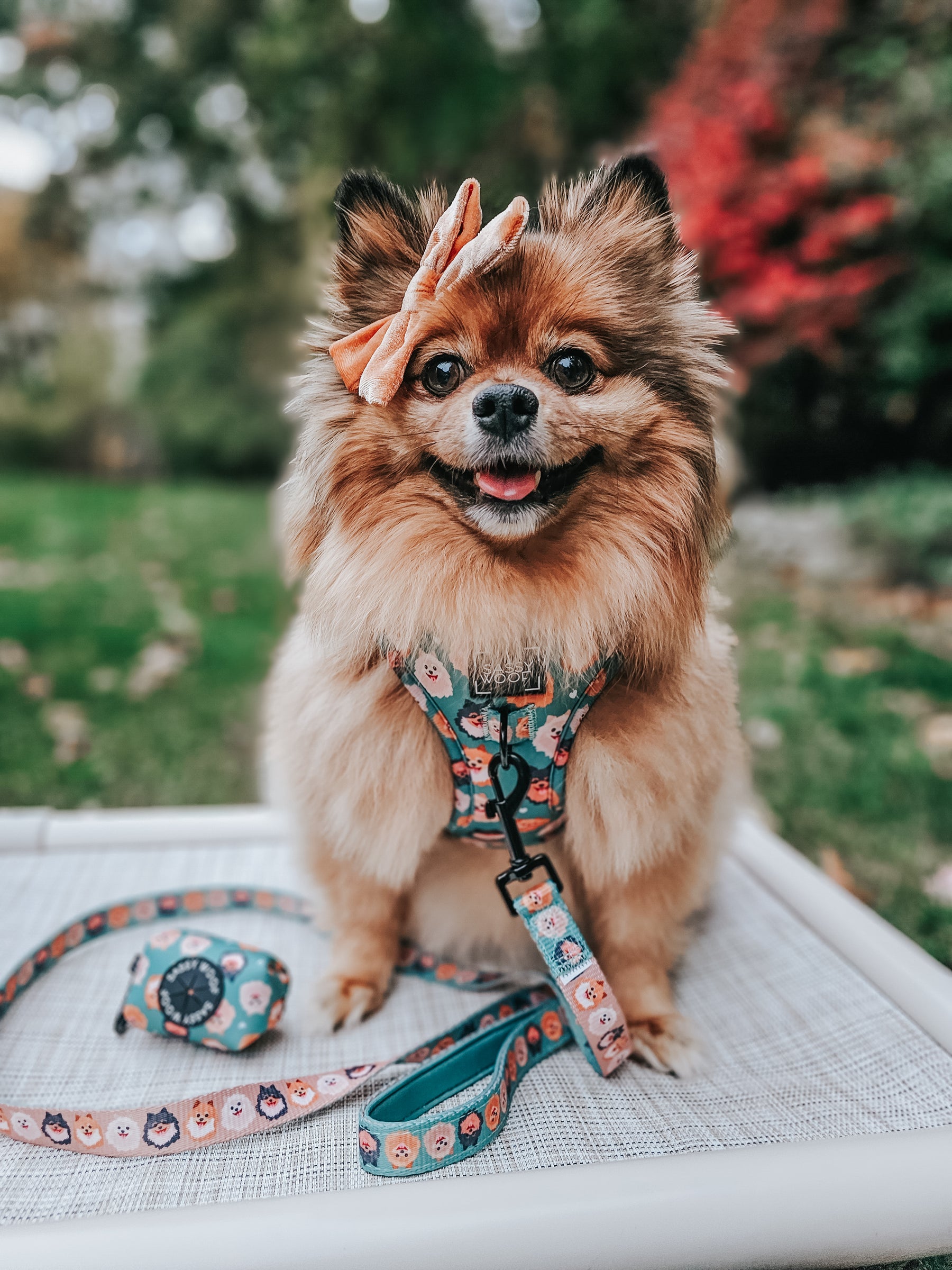 INFLUENCER_CONTENT | @BELLA.BEAR.POM