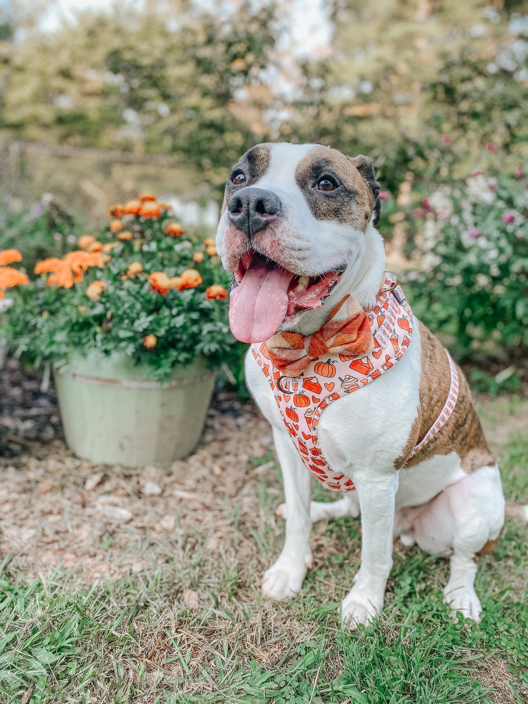 Dog Adjustable Harness - Pie There!