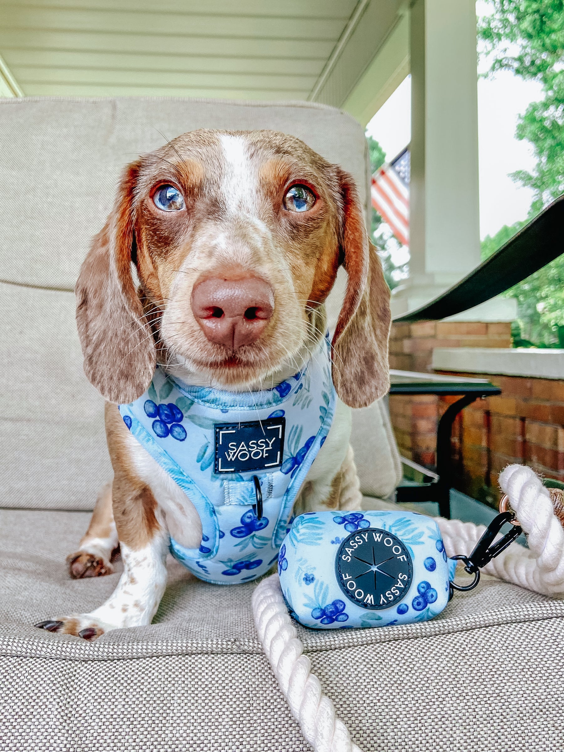 Dog Waste Bag Holder - Berry Sassy