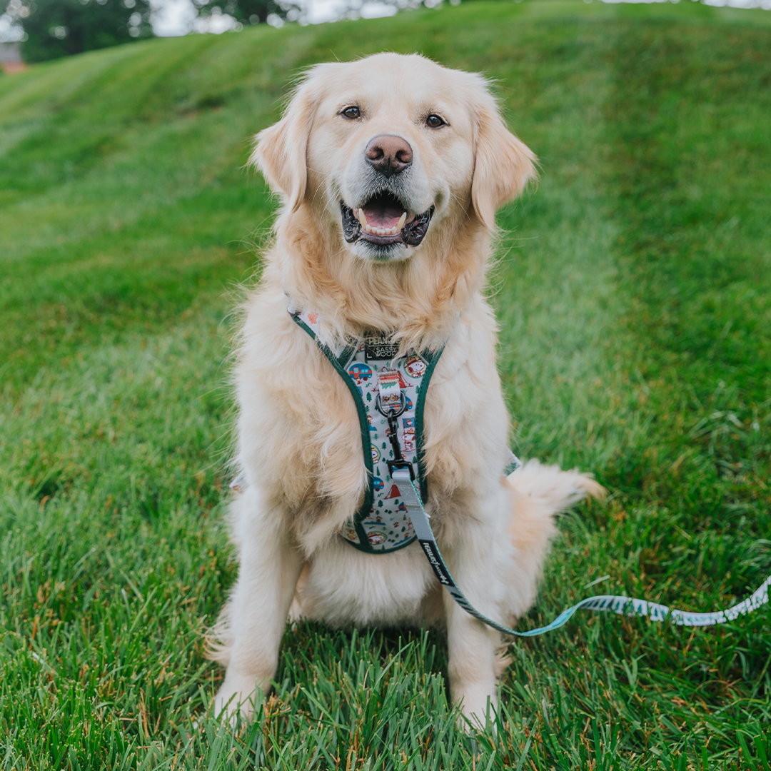 A happy golden retriever sits on green grass wearing a patterned harness and leash, looking at the camera with its mouth open and tongue slightly out.