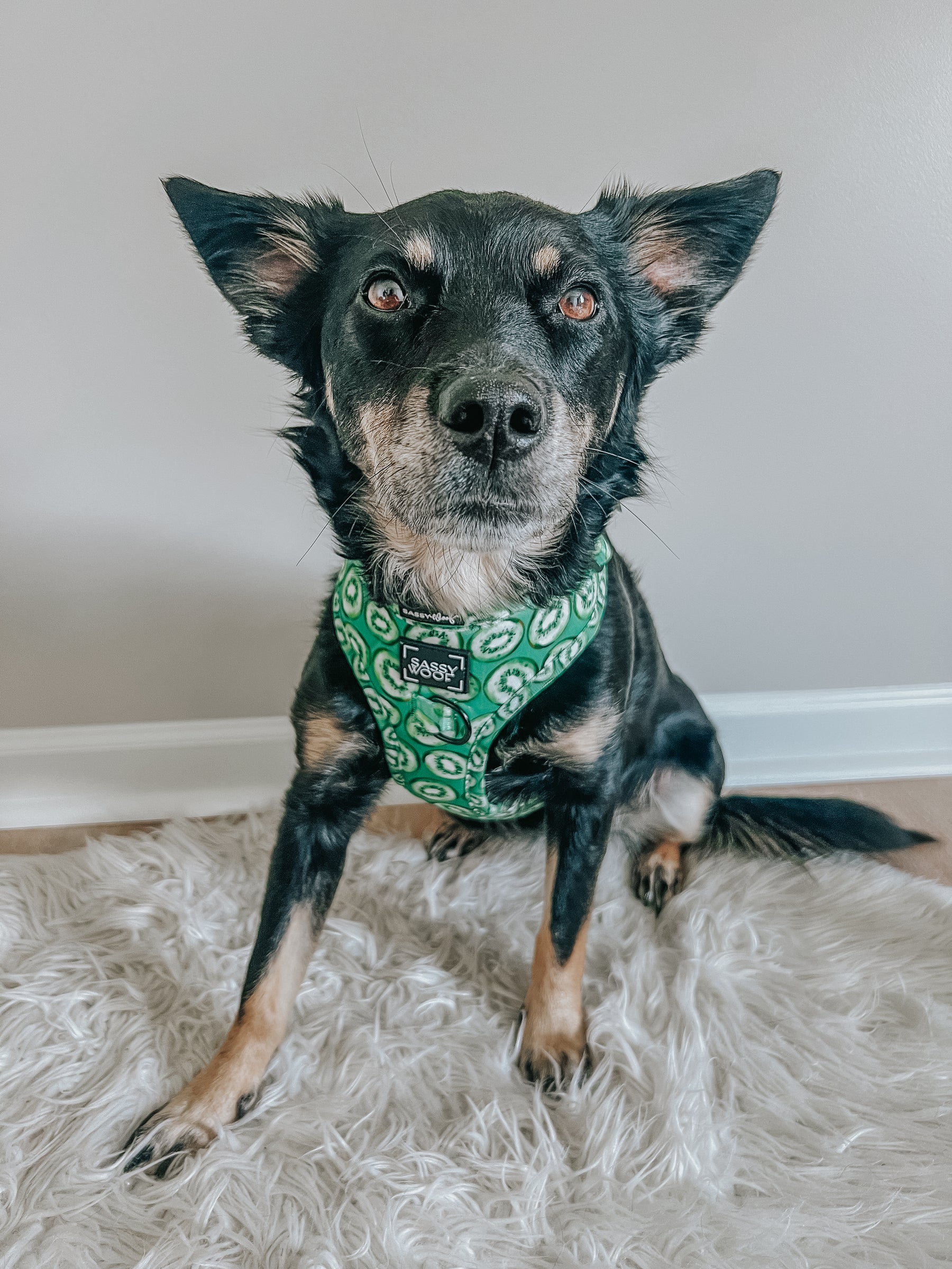INFLUENCER_CONTENT | @CHAITOTHERESCUE | SIZE M