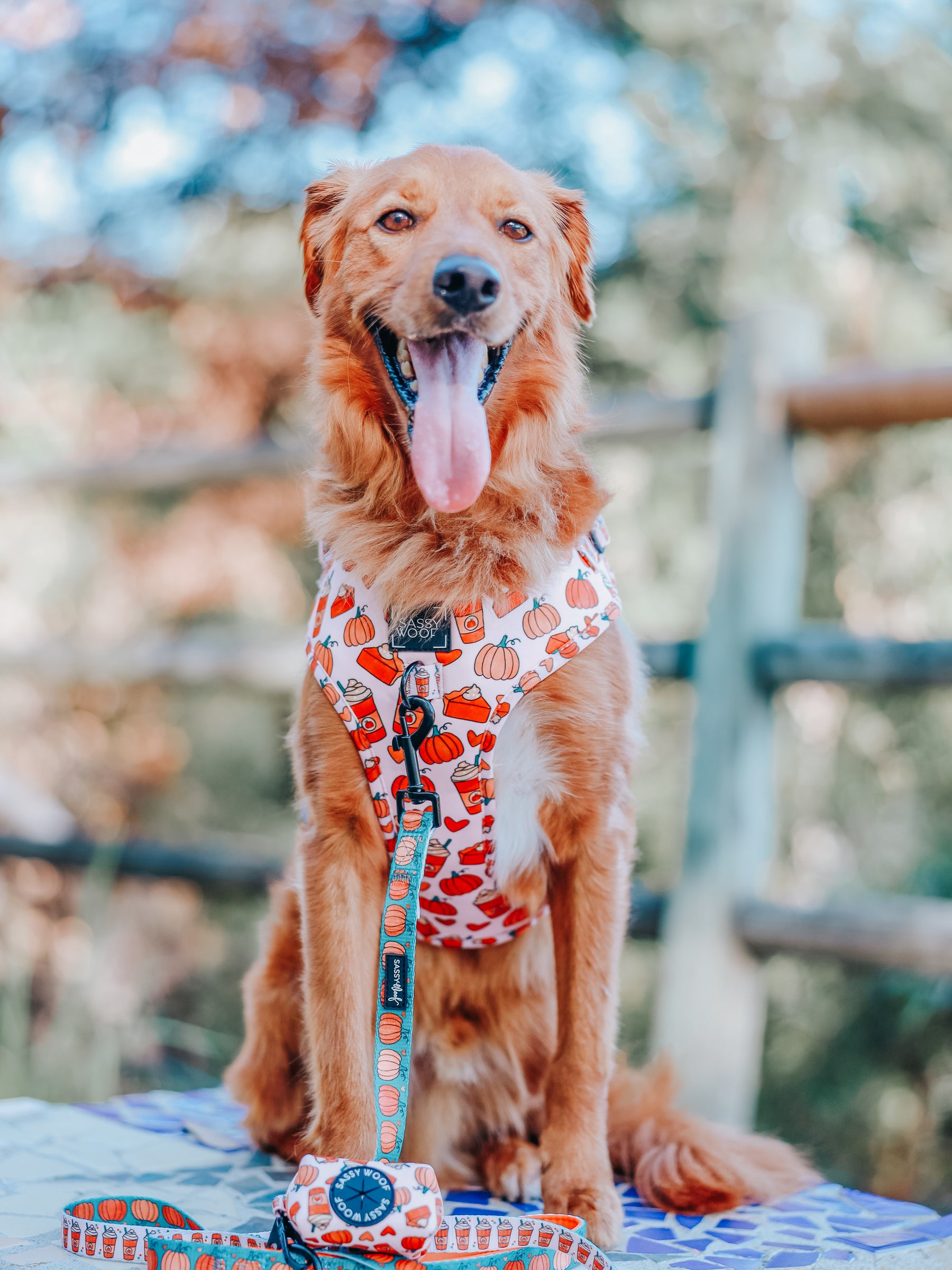Dog Two Piece Bundle - Pie There