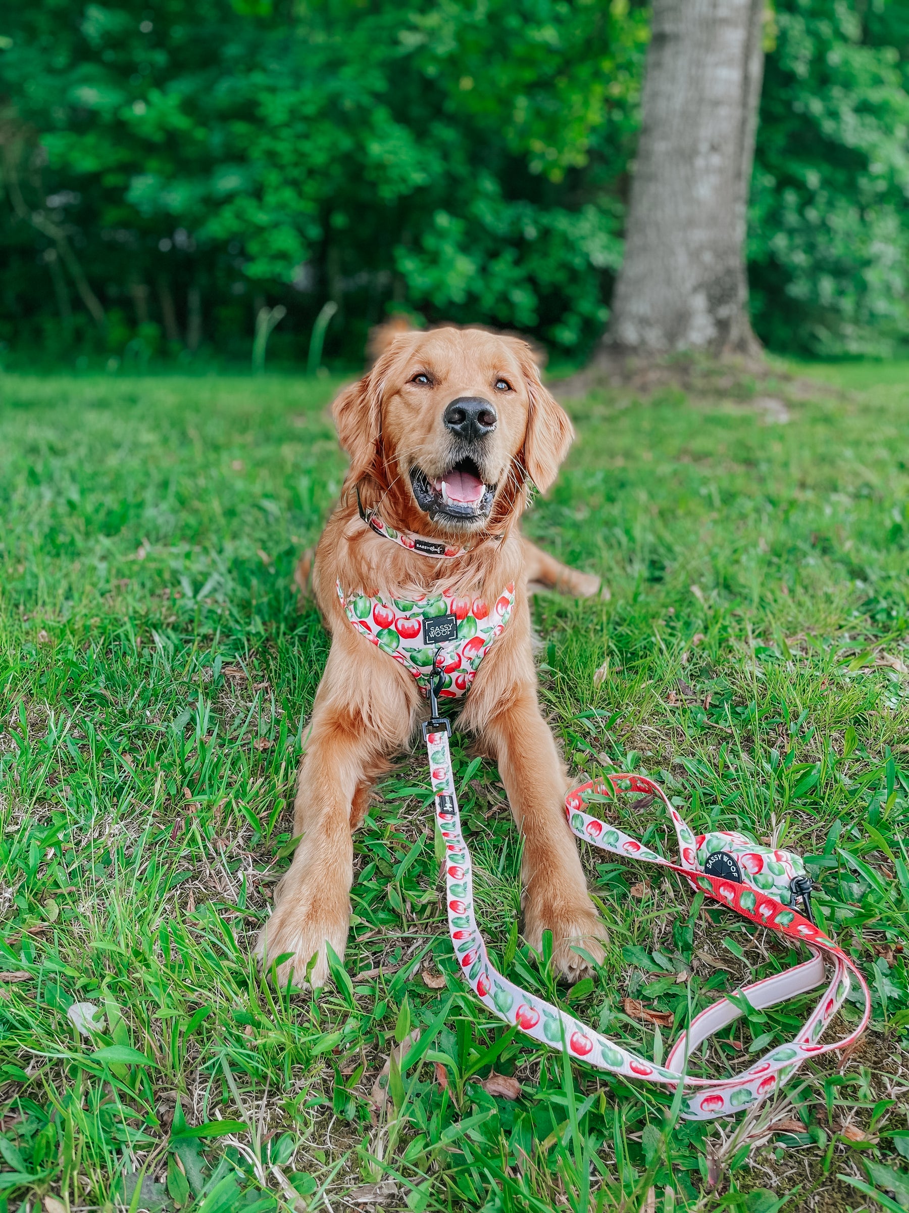 INFLUENCER_CONTENT | @COPPERTHEGOLDENPUPPER