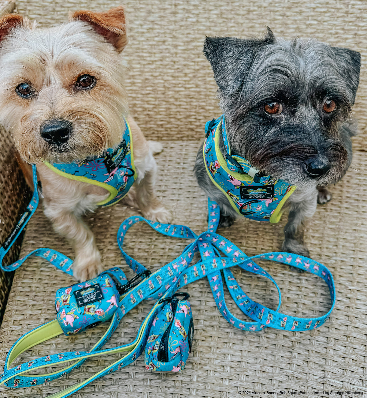 INFLUENCER_CONTENT | @CRAZYRESCUEBOYS