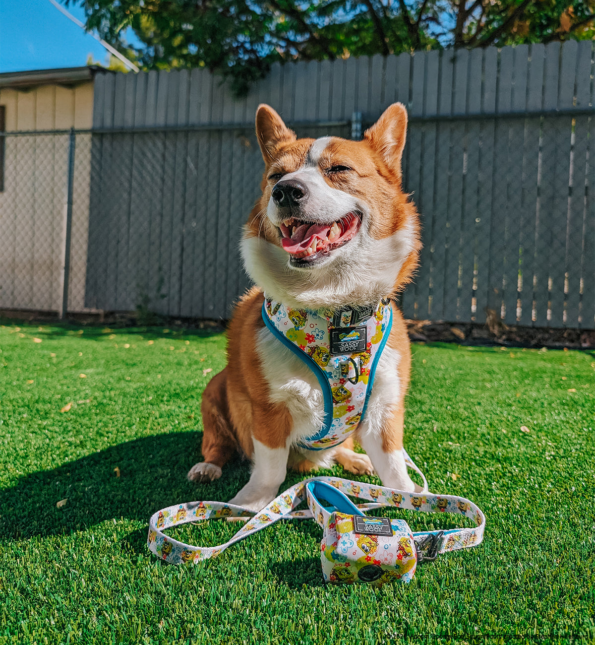 INFLUENCER_CONTENT | @DADAILYCHEESE