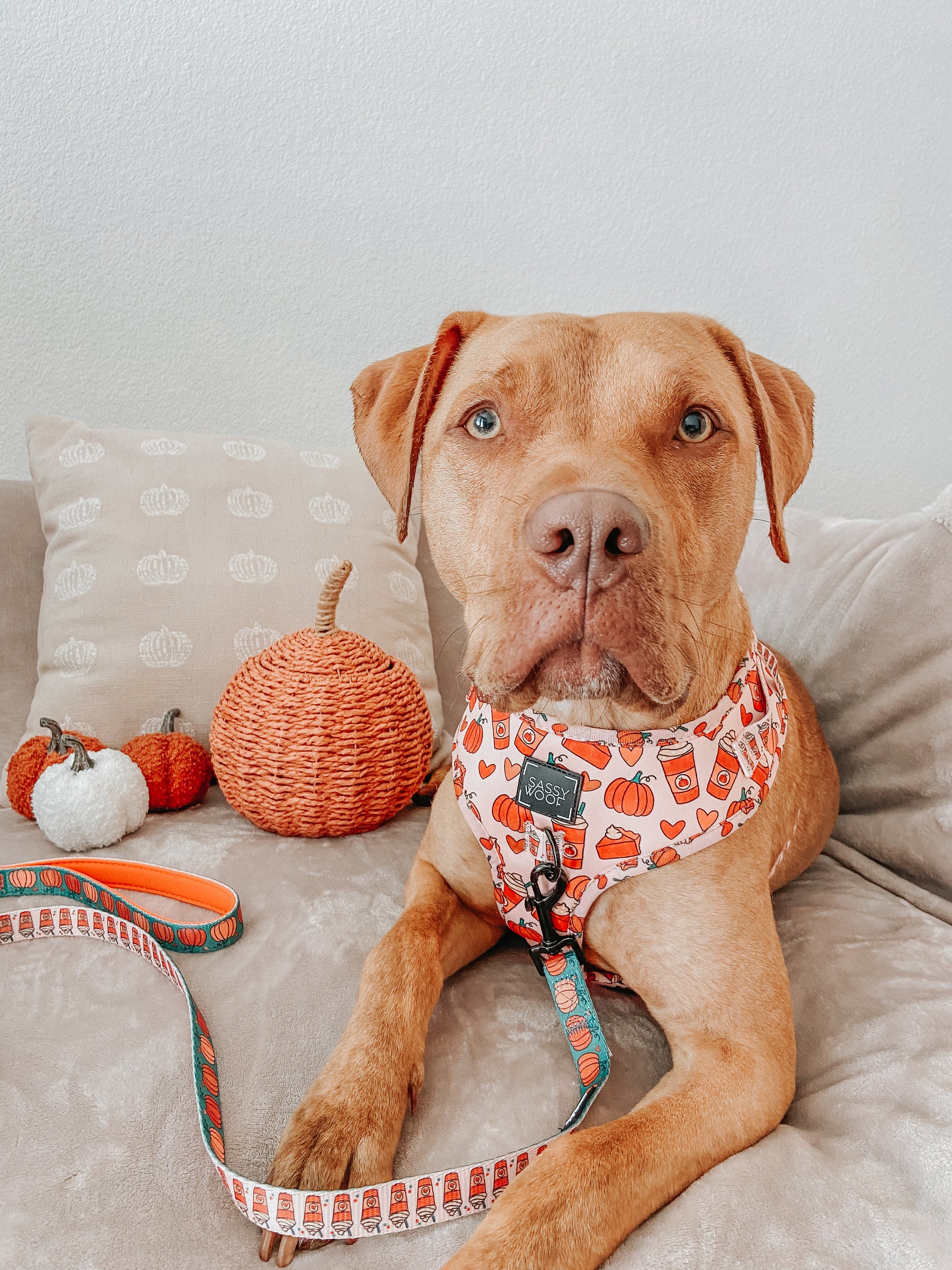 Dog Two Piece Bundle - Pie There