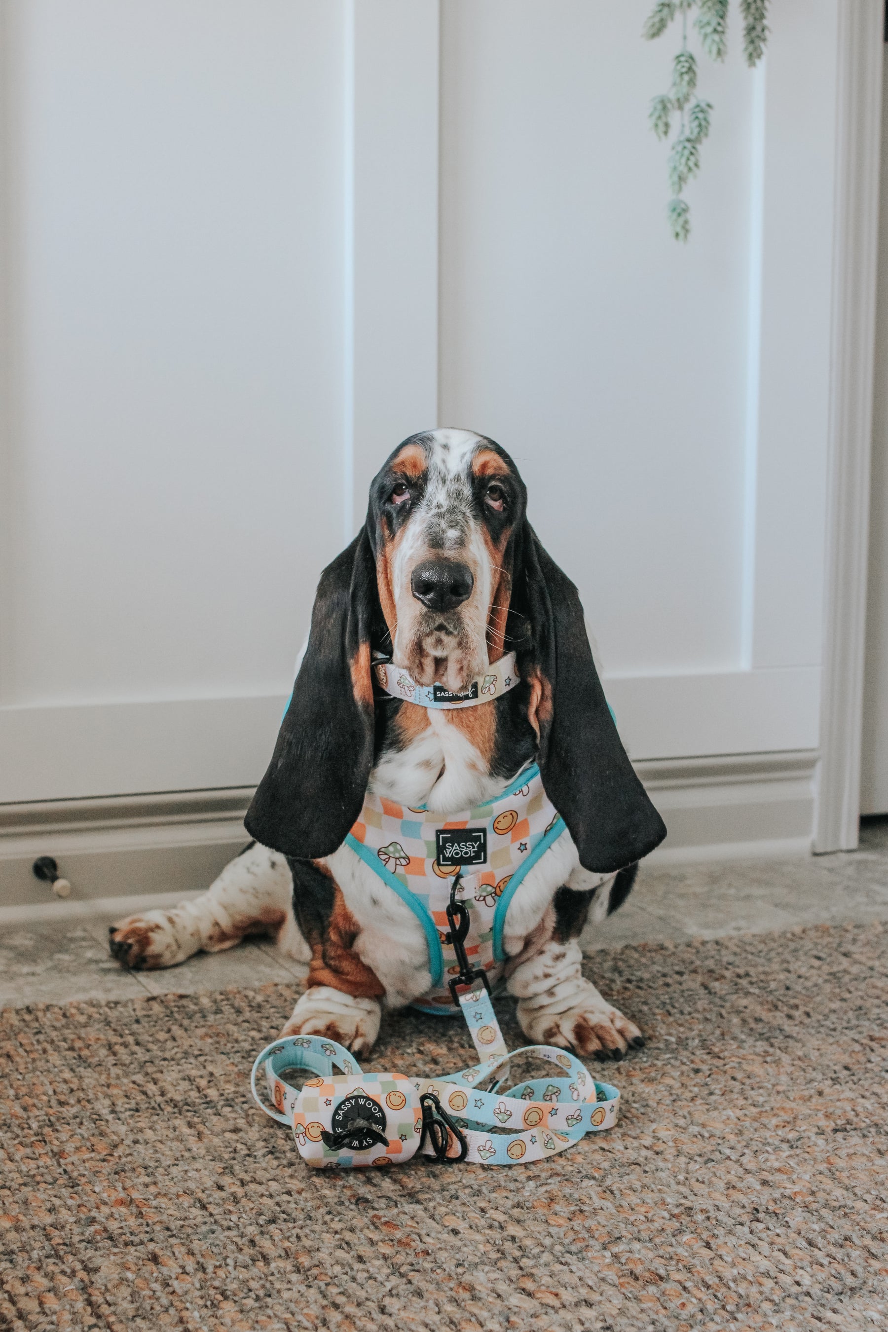 INFLUENCER_CONTENT | @DOLLY_JEAN_THE_BASSET | SIZE L
