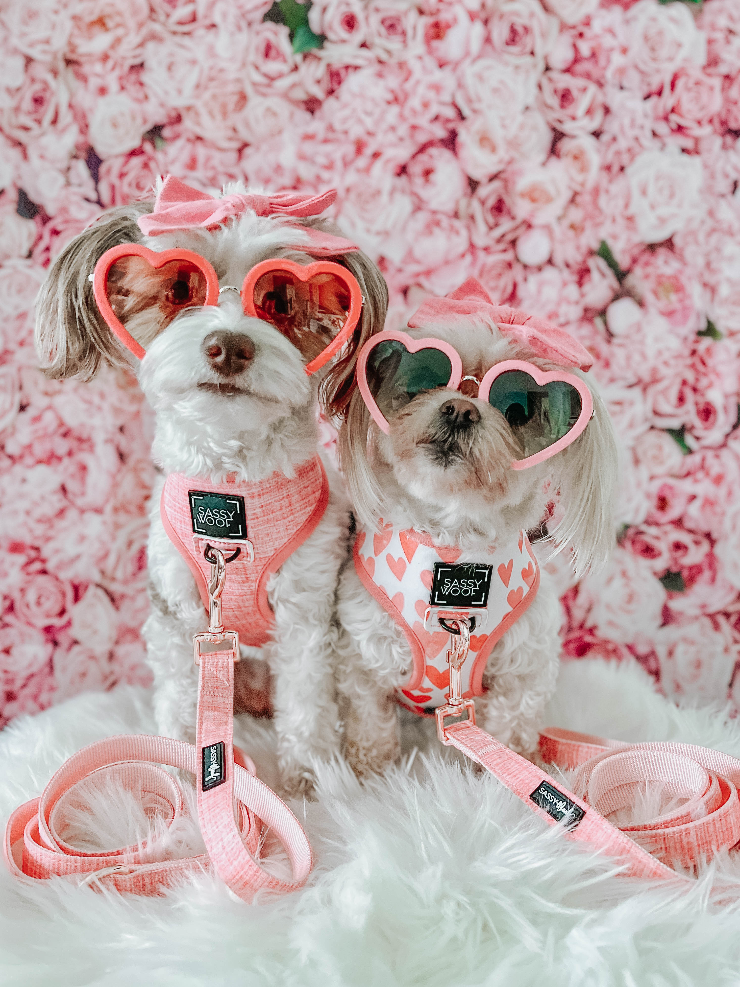 Two small dogs wearing pink harnesses and heart-shaped sunglasses sit on a fluffy white surface. The background is filled with pink roses, creating a playful and stylish scene.