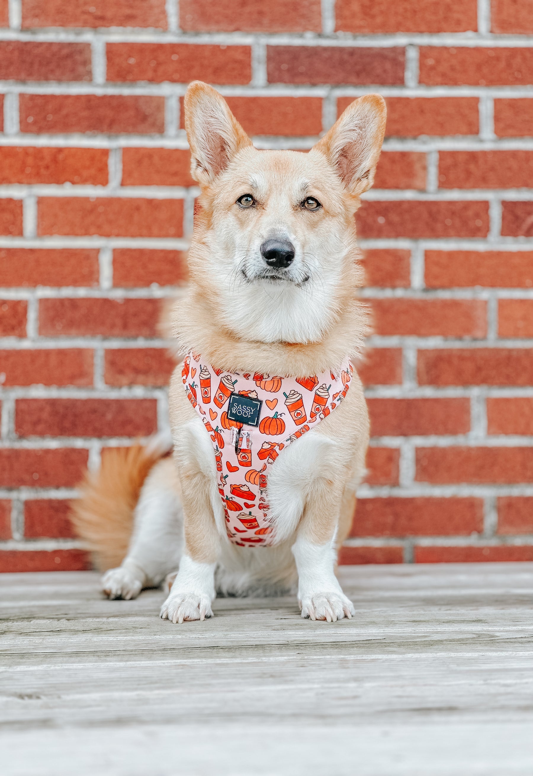 INFLUENCER_CONTENT | @EDDIELEE_CORGI | SIZE XL