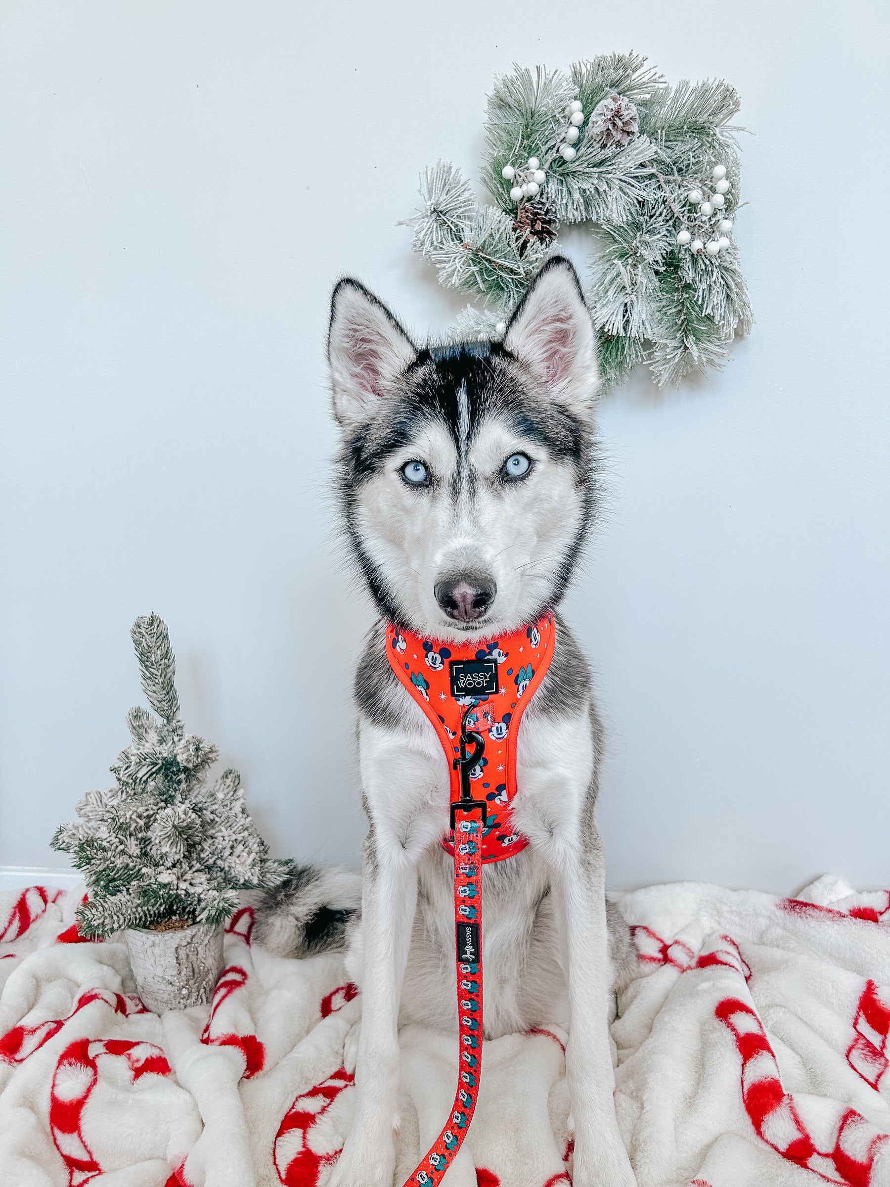 INFLUENCER_CONTENT | @EMMITHEHUSKY | SIZE M