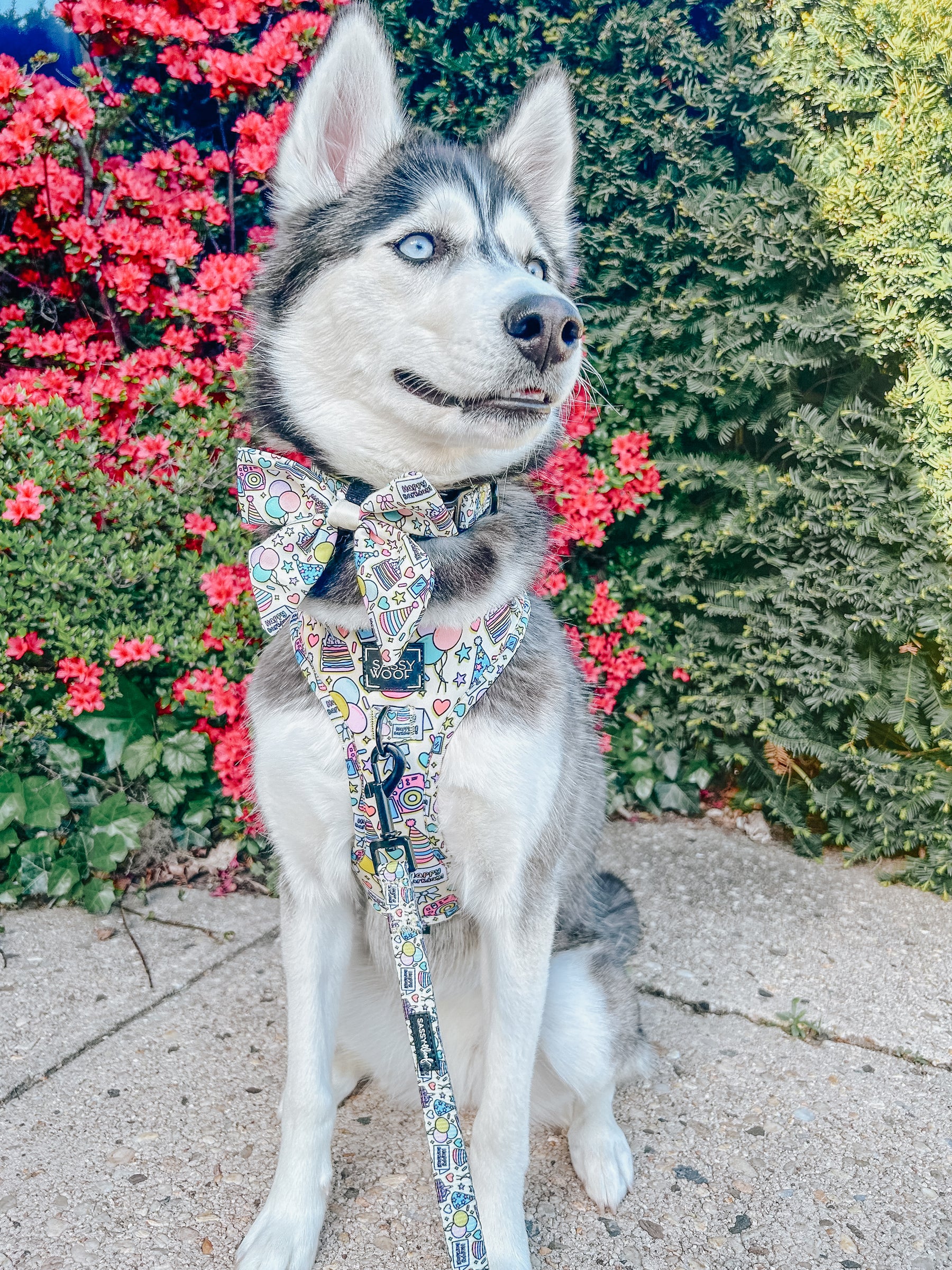 INFLUENCER_CONTENT | @EMMITHEHUSKYY