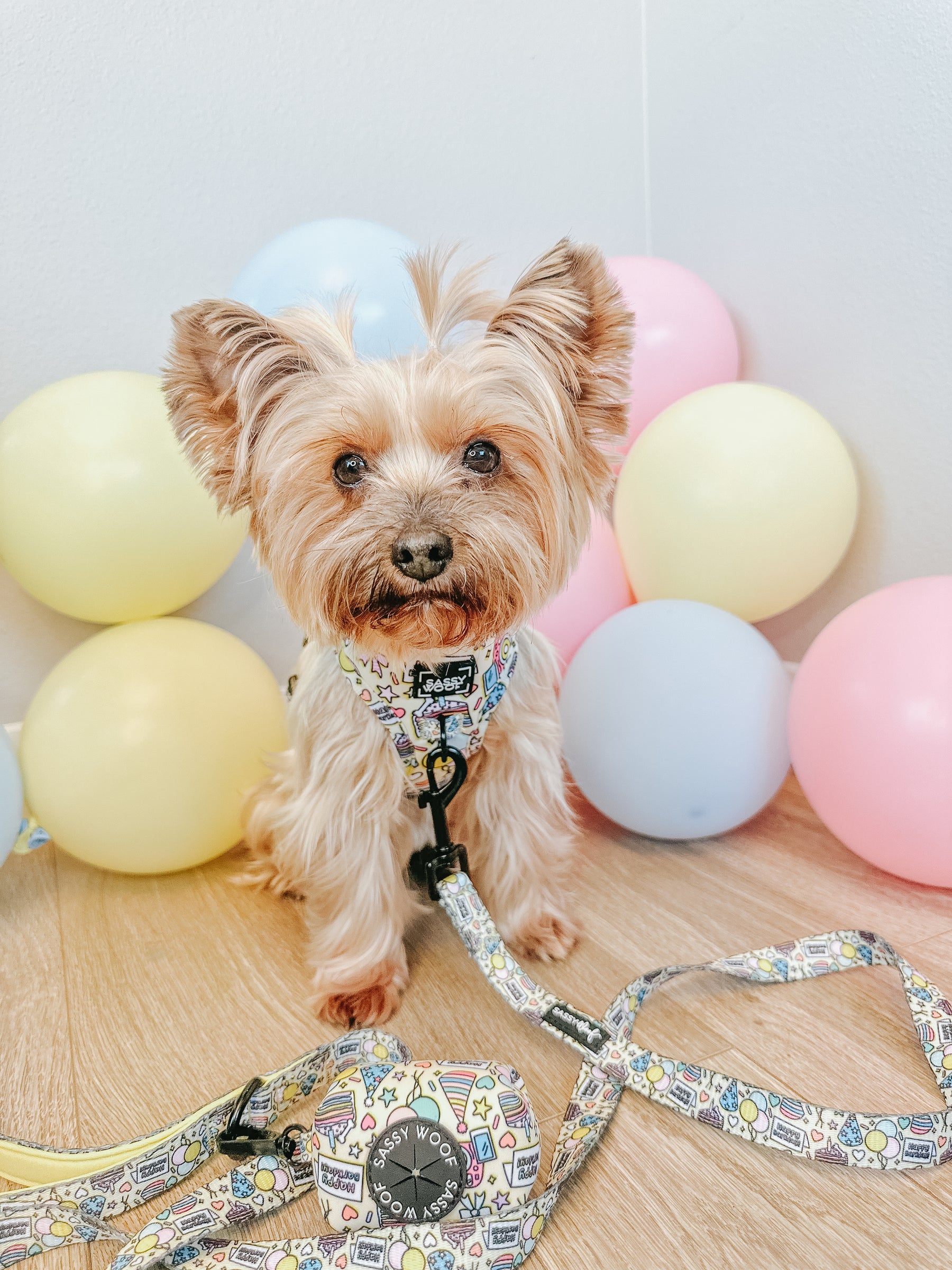 INFLUENCER_CONTENT | @EEVEE.THE.YORKIE | SIZE XS & XXS
