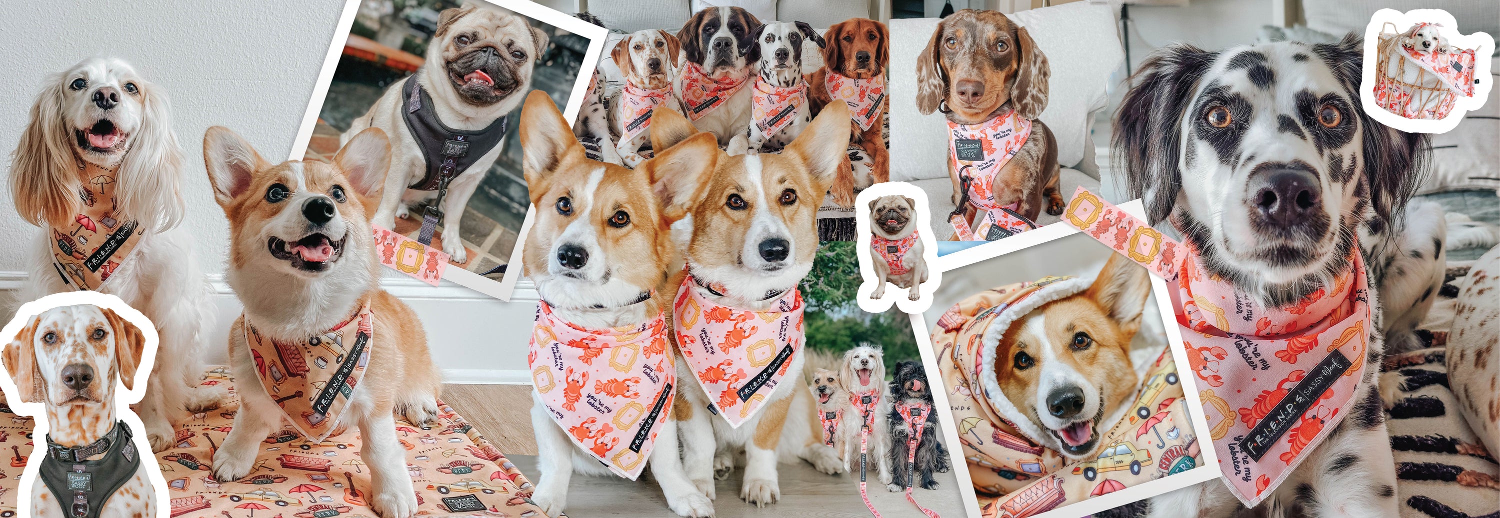 A collage of various dogs wearing colorful, orange-patterned bandanas and harnesses, some sitting or lying on matching beds, happy and posing for the camera in bright indoor settings.