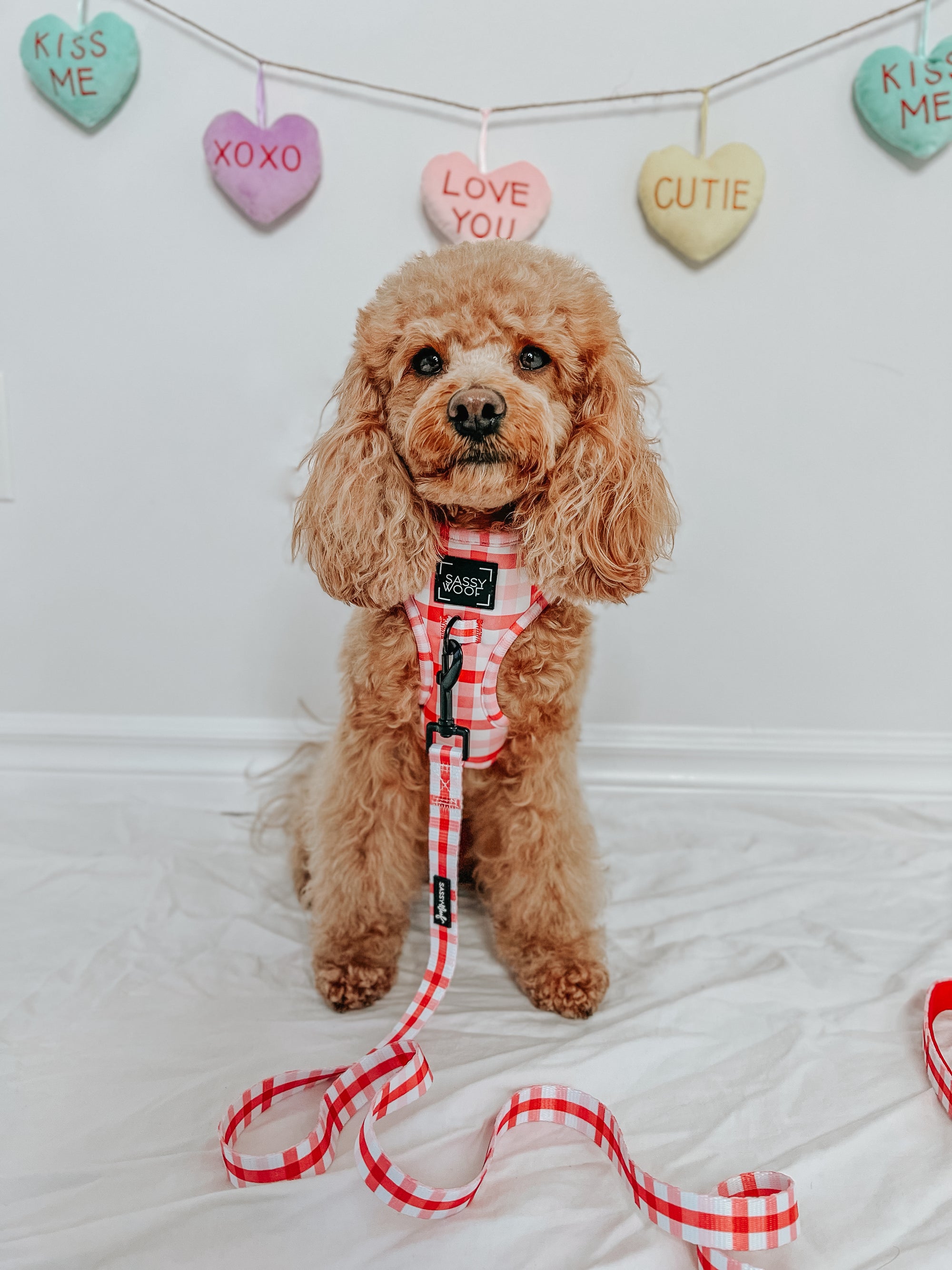 INFLUENCER_CONTENT | @GEORGIE.THECAVAPOO | SIZE XS
