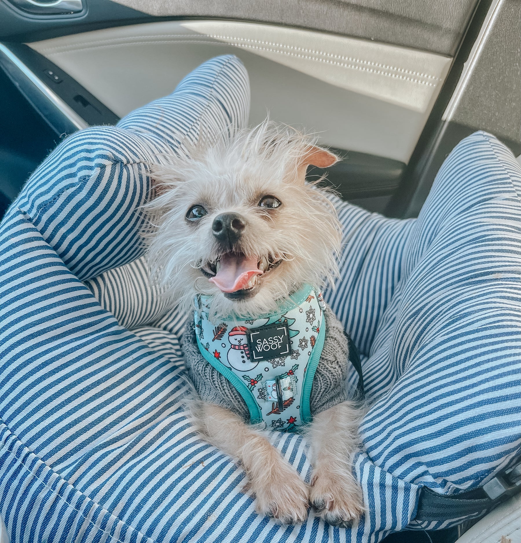 INFLUENCER_CONTENT | @GILLETTE_THE_PUPPY | SIZE XXS