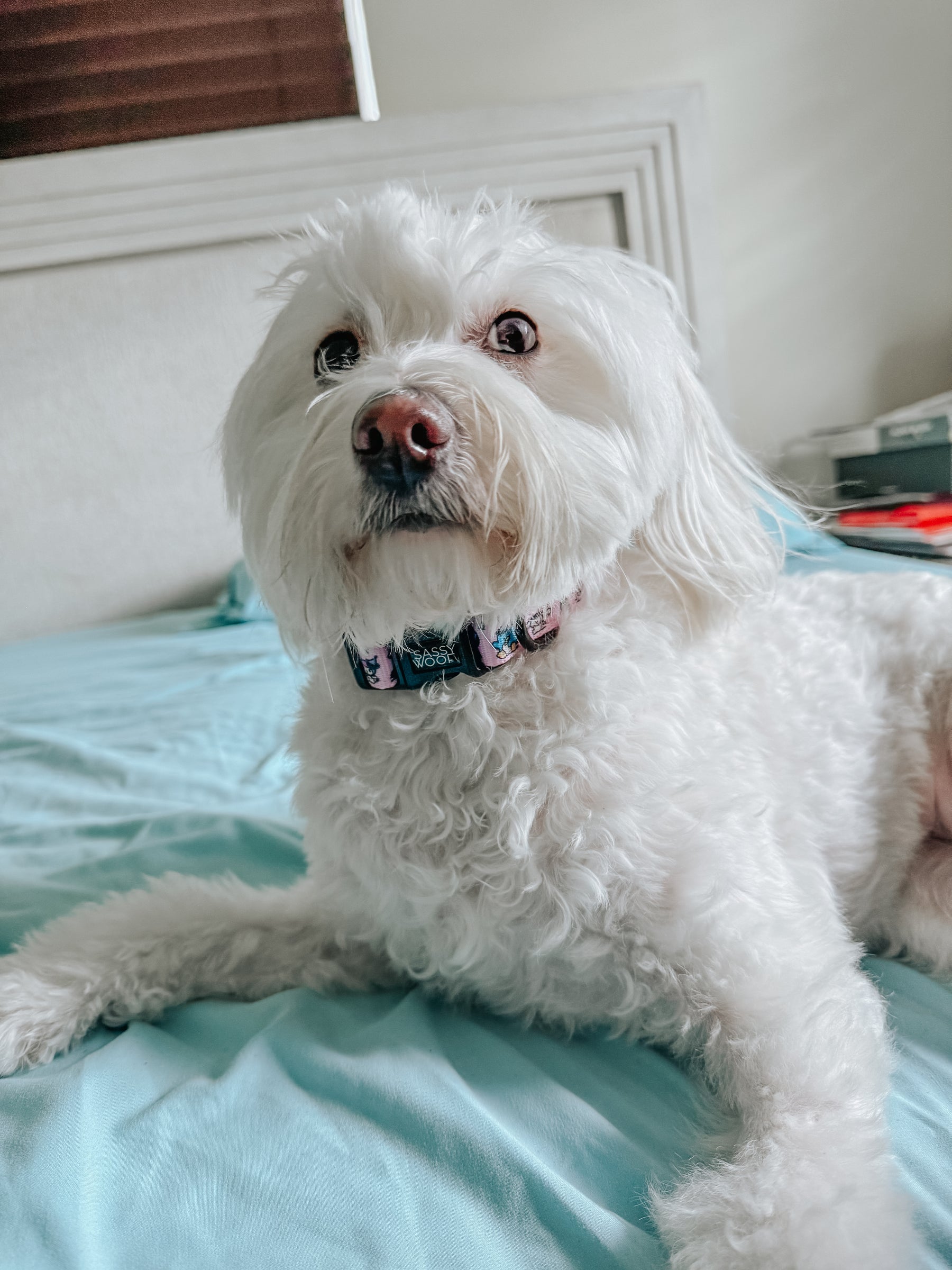 INFLUENCER_CONTENT | @CHLOE_THE_MALTIPOO22 | SIZE M