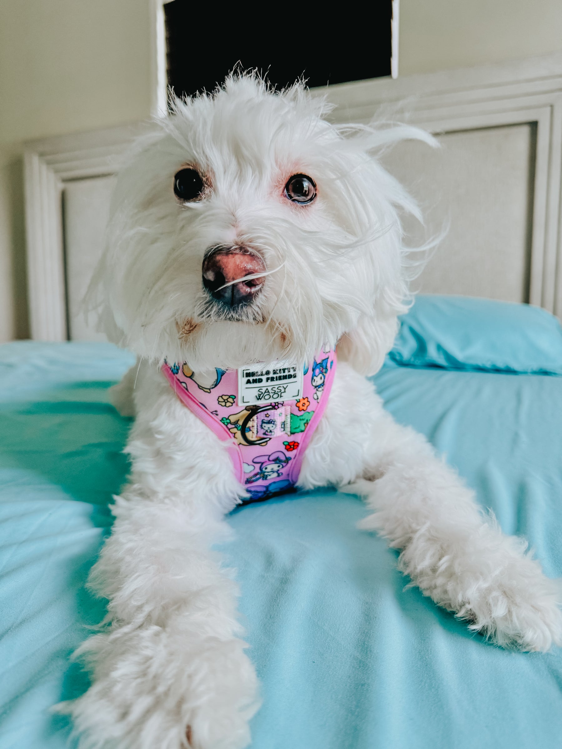 INFLUENCER_CONTENT | @CHLOE_THE_MALTIPOO22 | SIZE M & S