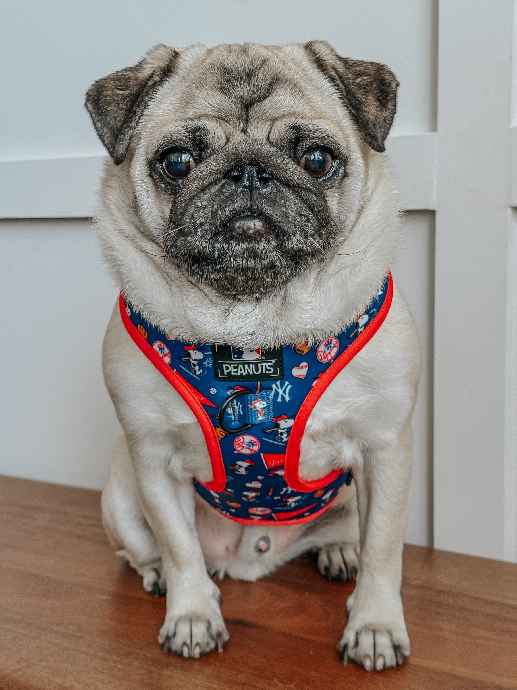 INFLUENCER_CONTENT | @ATOASTYPUG | SIZE M