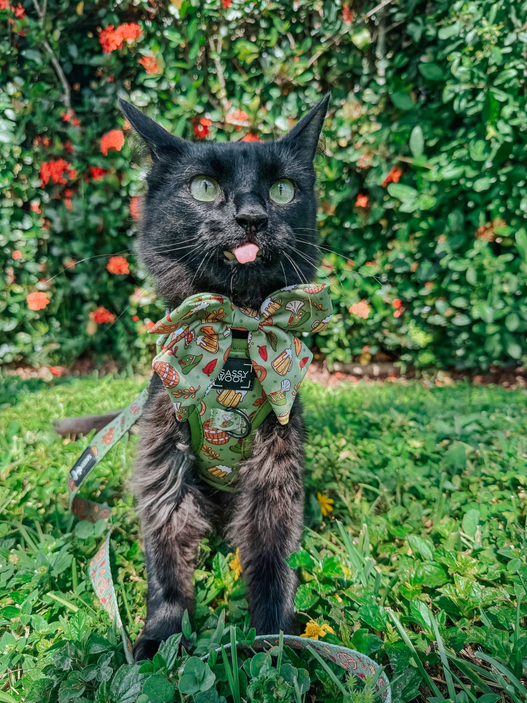 INFLUENCER_CONTENT | @KITTENS_BEER