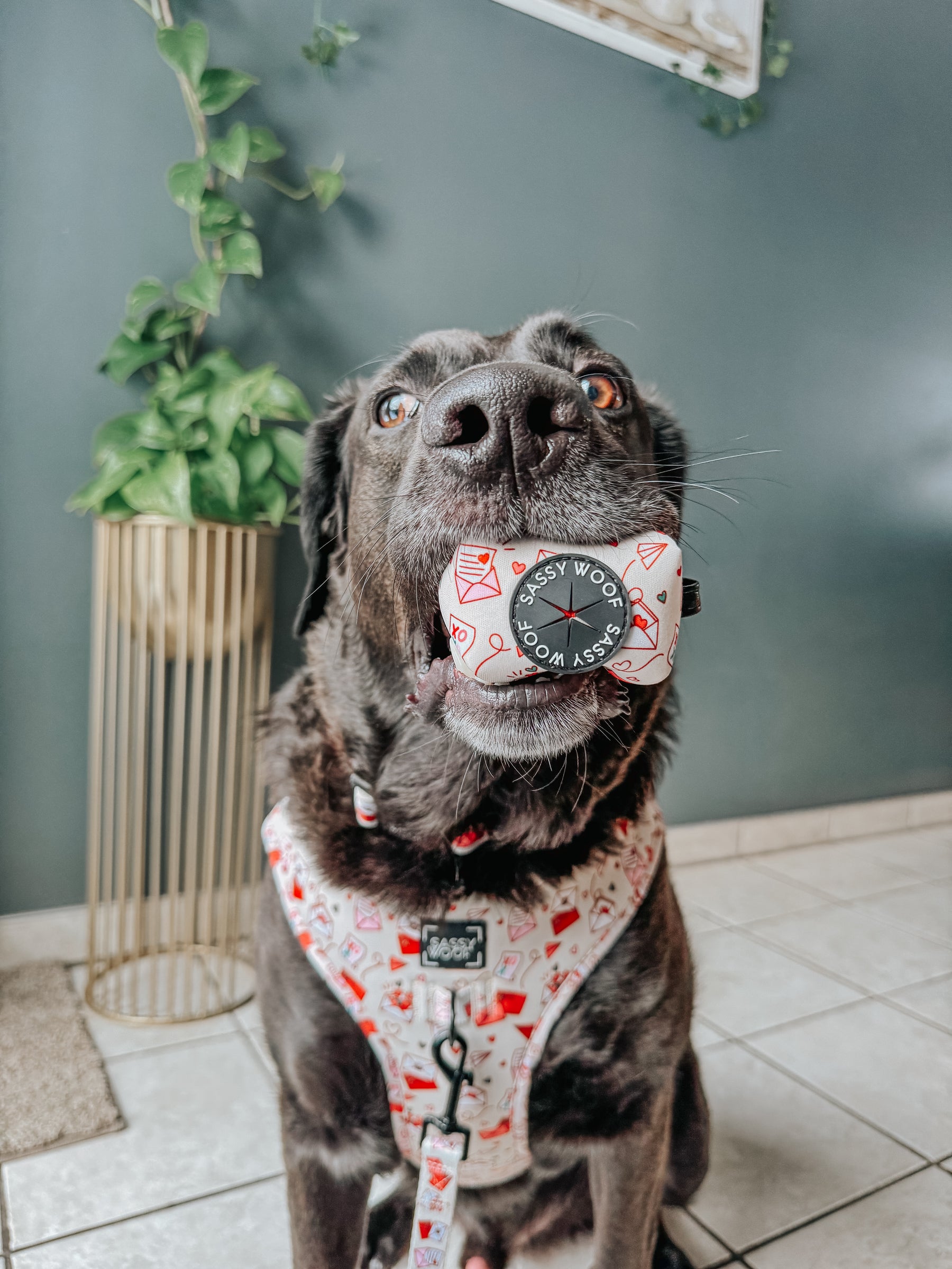 INFLUENCER_CONTENT | @LABRADORABLEARCHIE | SIZE XXL