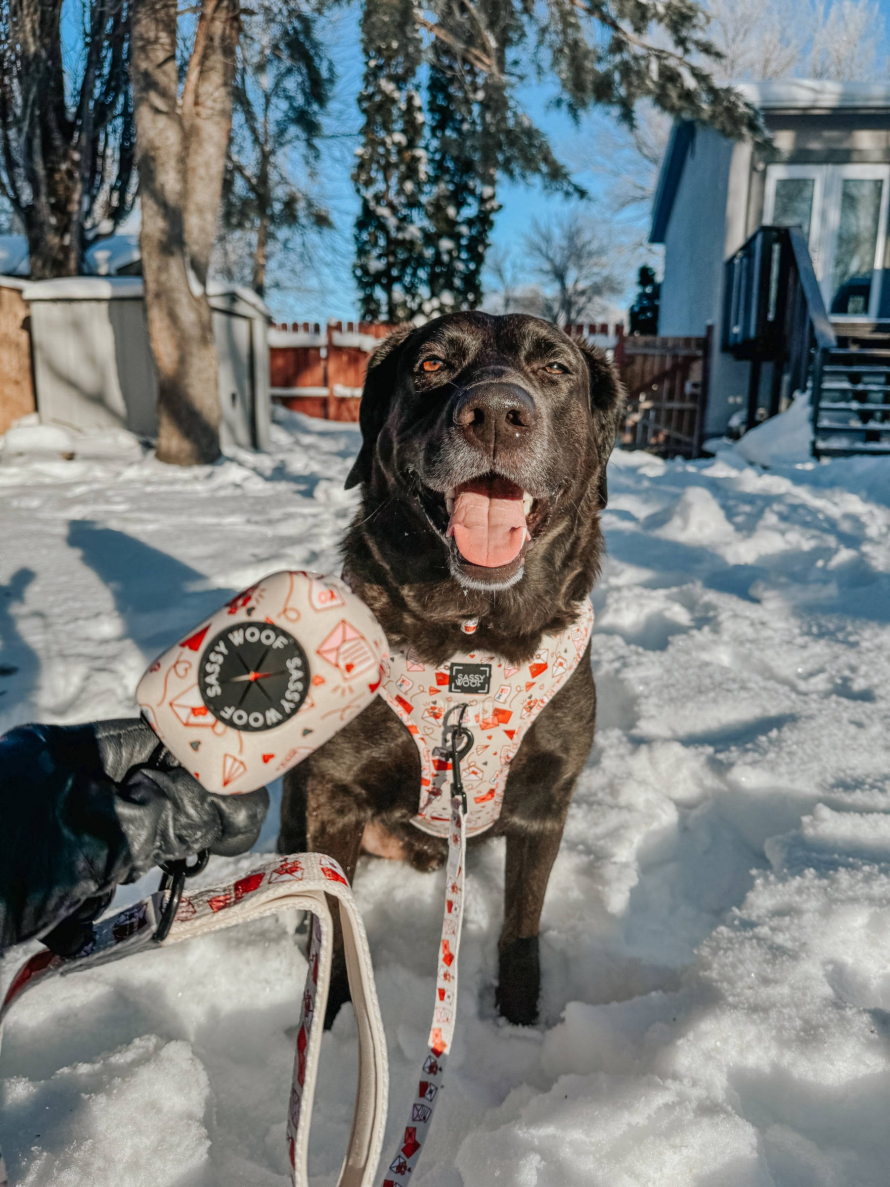 INFLUENCER_CONTENT | @LABRADORABLEARCHIE