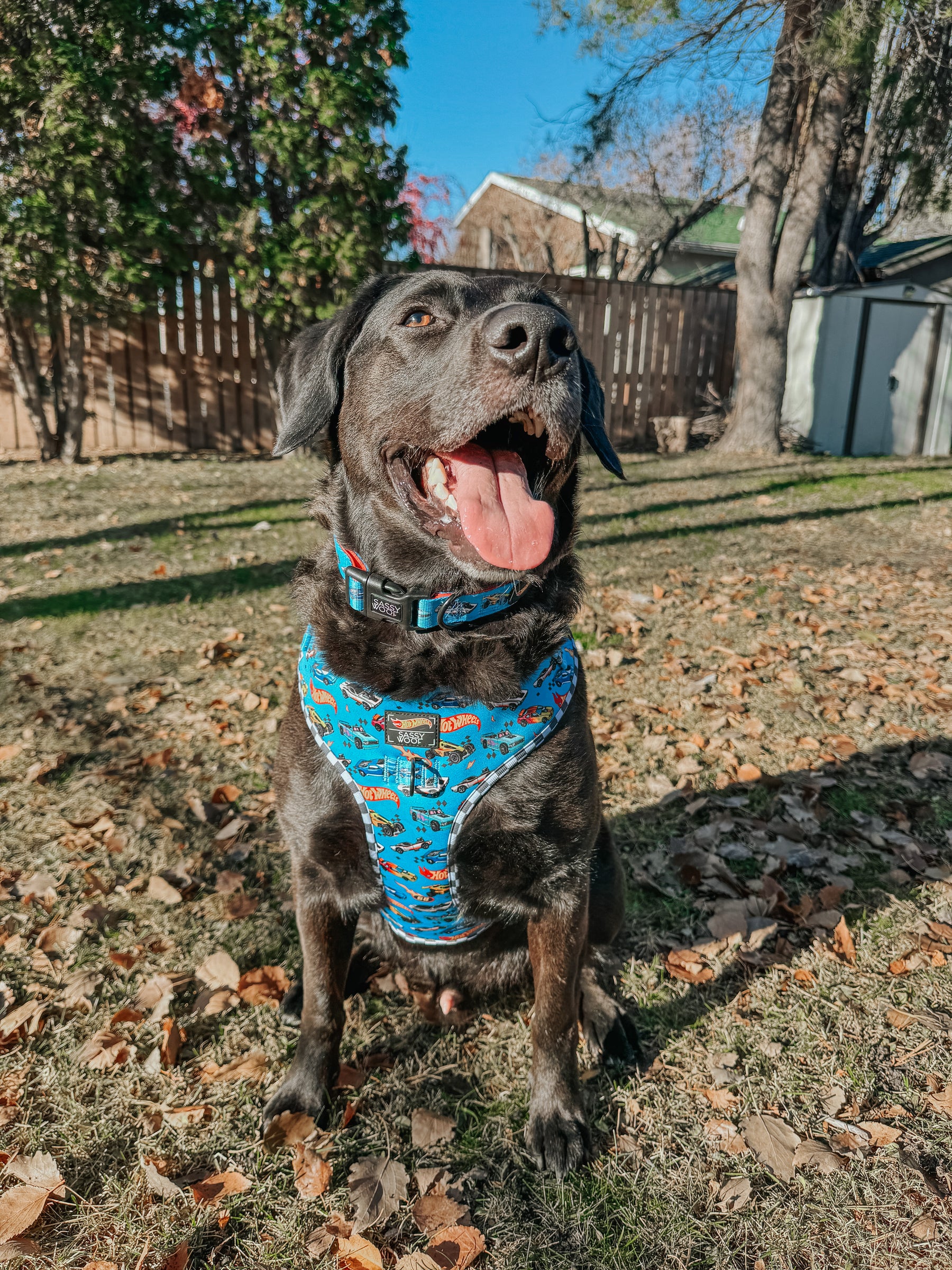 INFLUENCER_CONTENT | @LABRADORABLEARCHIE | SIZE L