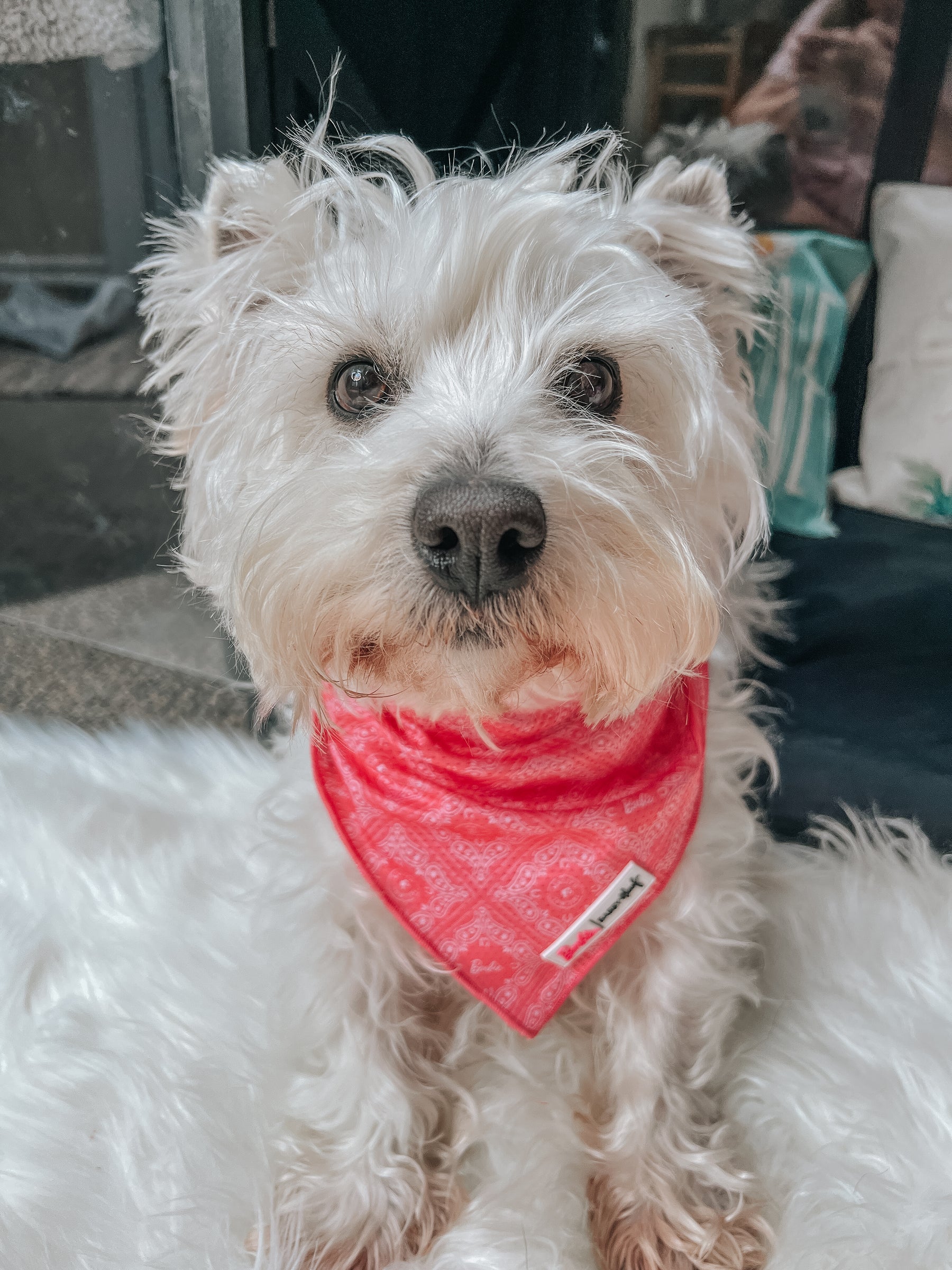 INFLUENCER_CONTENT | @LACEY.THE.WESTIE | SIZE M