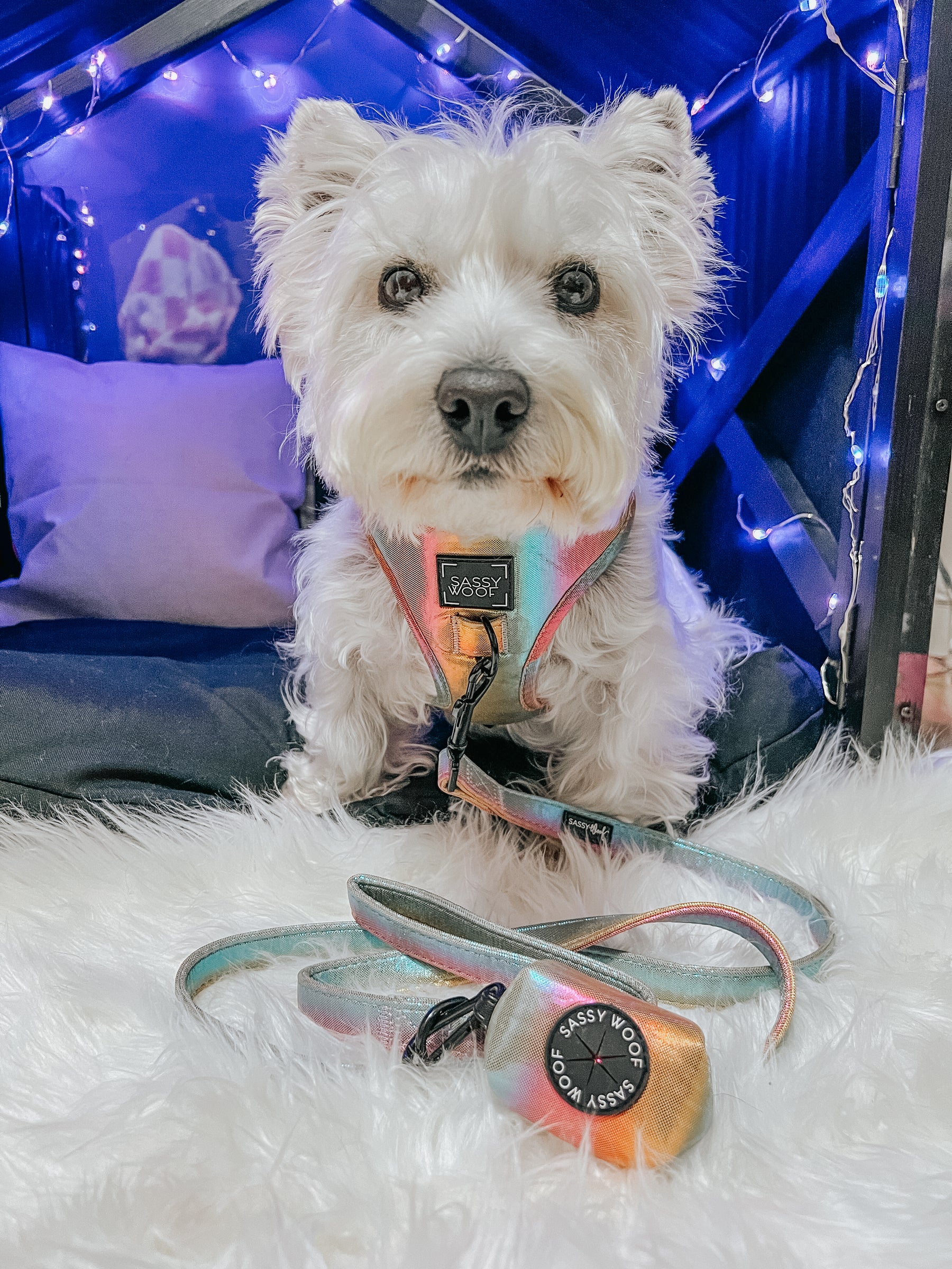 INFLUENCER_CONTENT | @LACEY.THE.WESTIE