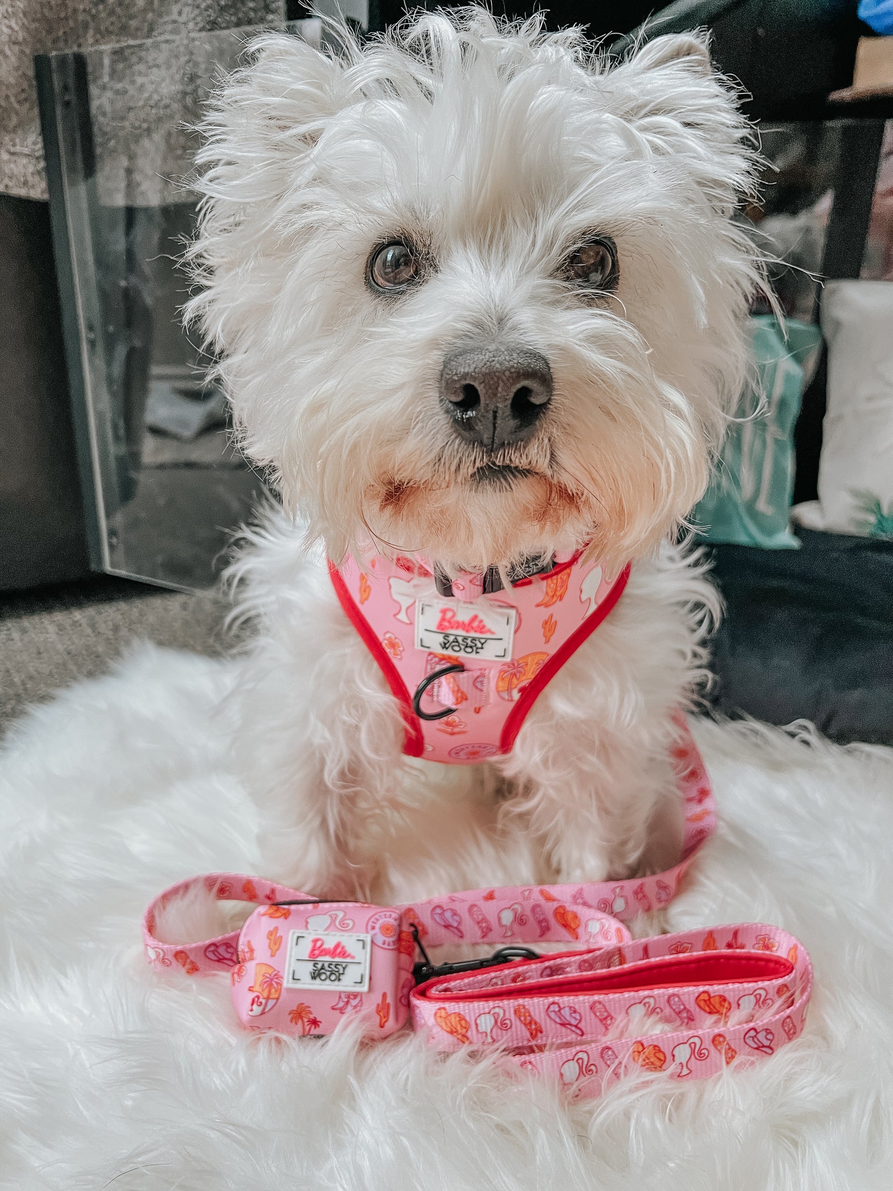 INFLUENCER_CONTENT | @LACEY.THE.WESTIE