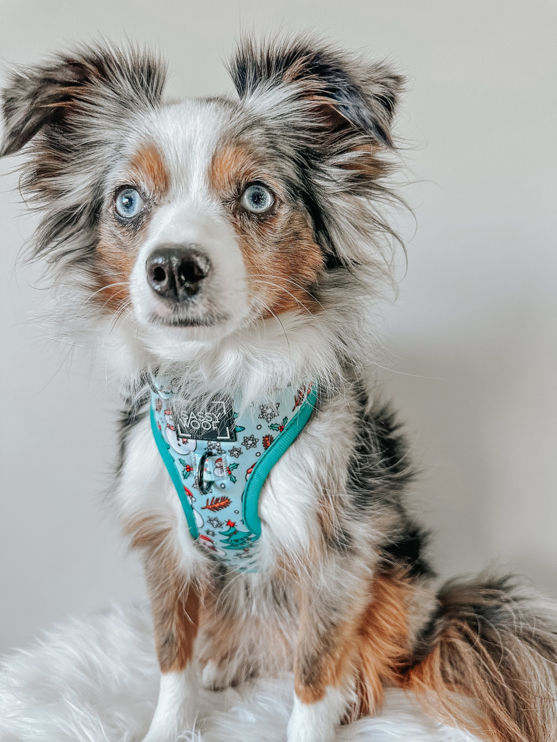INFLUENCER_CONTENT | @LEXI_THE_TOY_AUSSIE_2021 | SIZE XS