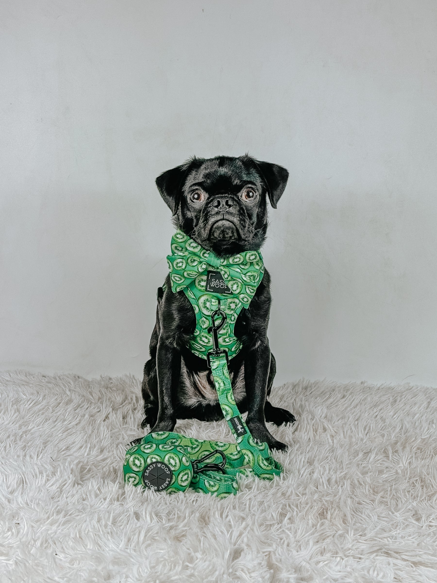 Dog Four Piece Bundle - Kiwi Krazy