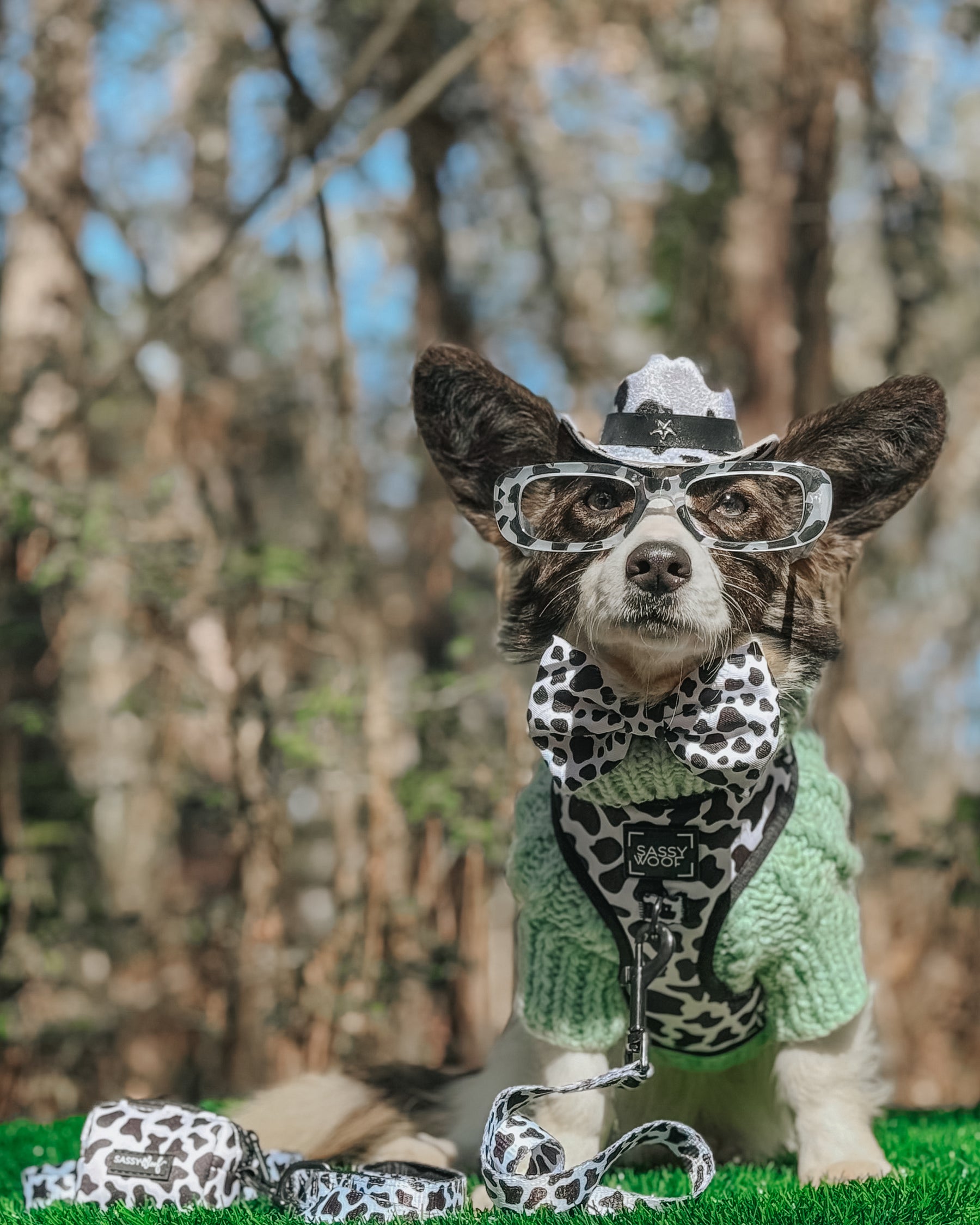 INFLUENCER_CONTENT | @LIBERACE_MINIPIG_DIVADUDE