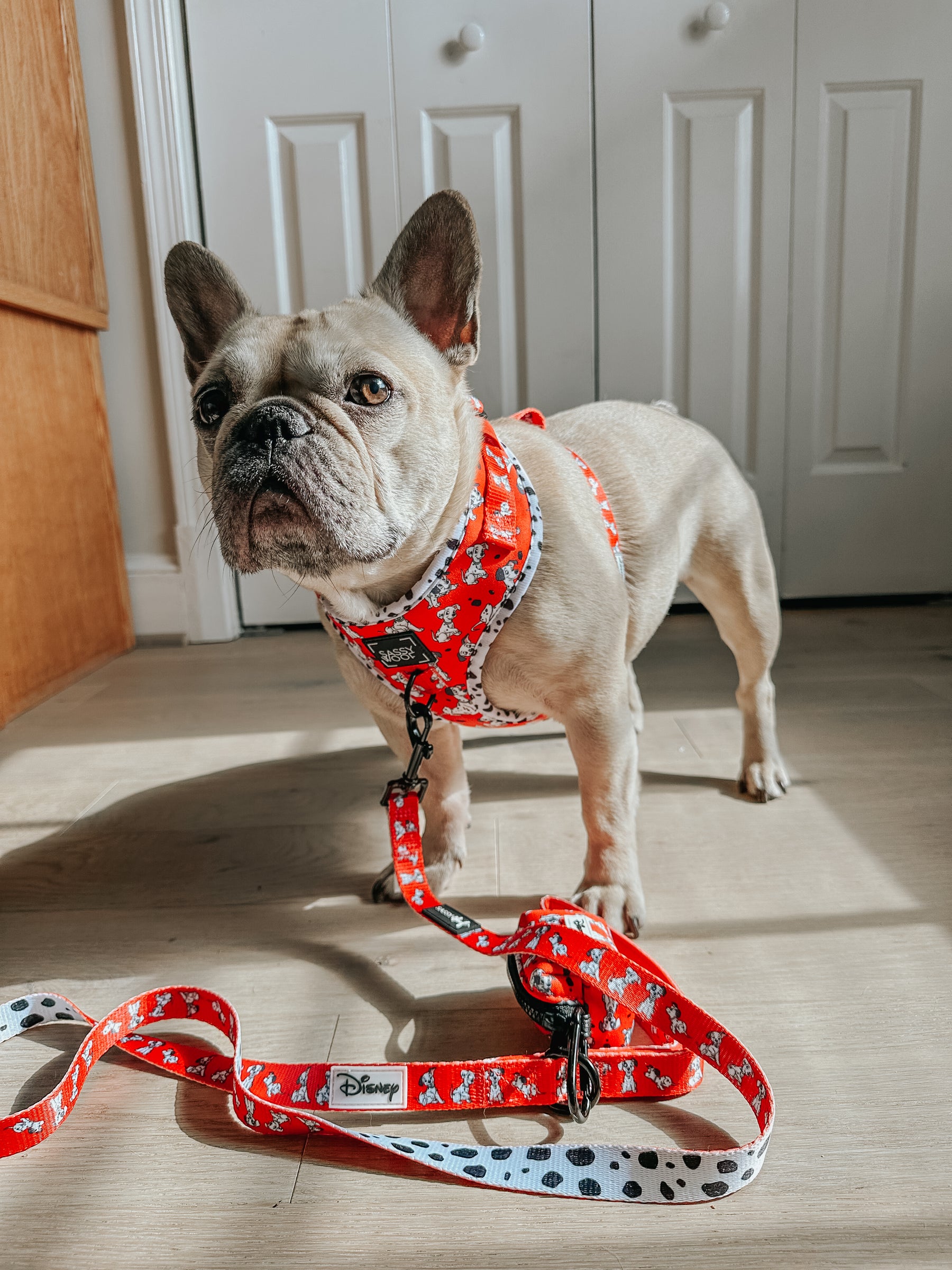 INFLUENCER_CONTENT | @LILLYMOONFRENCHIE